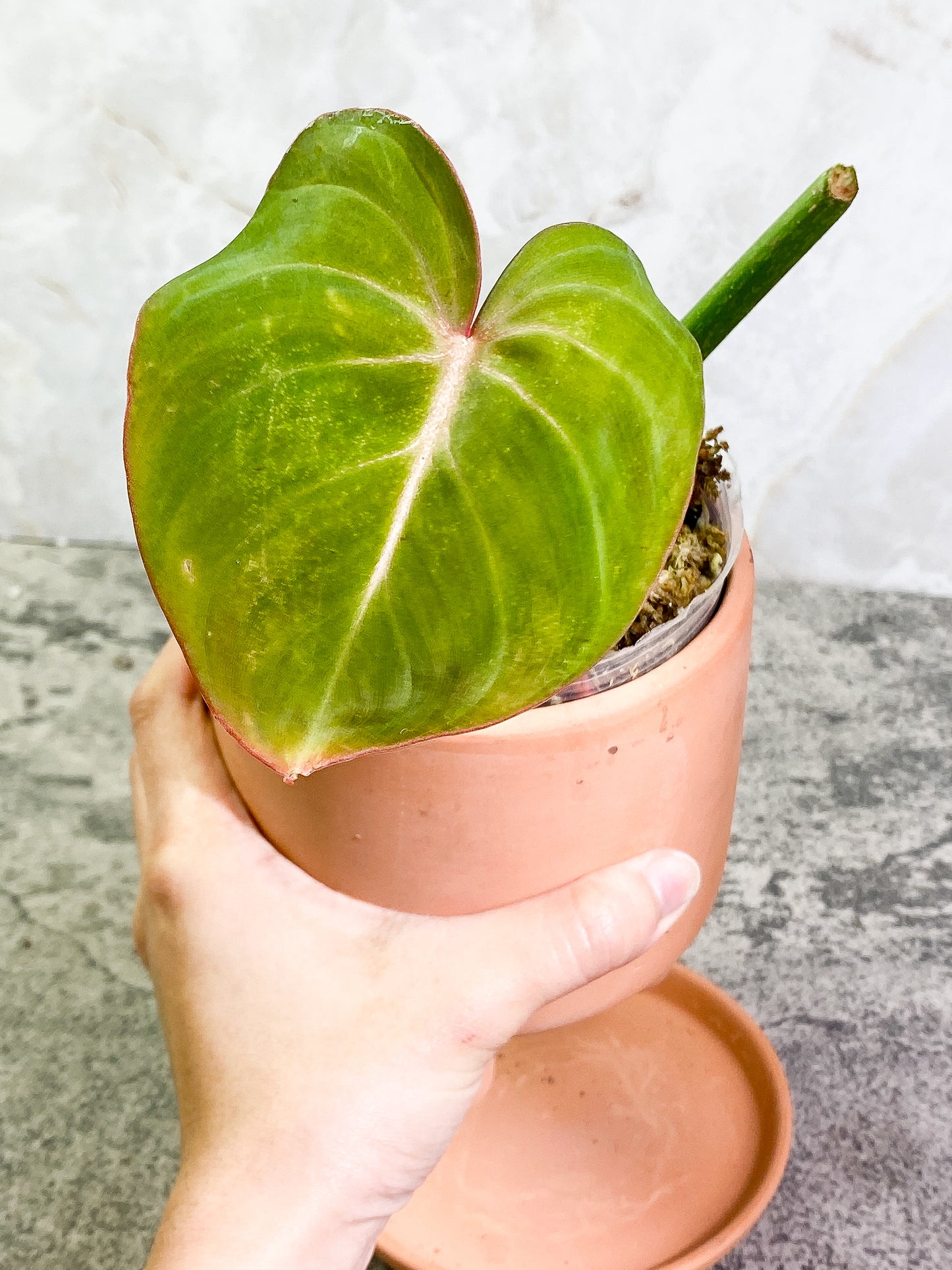Philodendron Gloriosum 1 leaf 1 sprout Rooted
