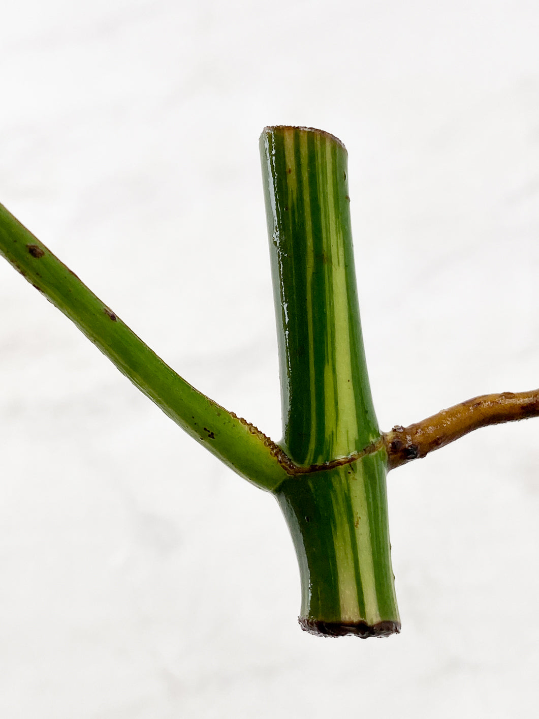 Rhaphidophora Tetrasperma Variegated 1 leaf 1 sprout