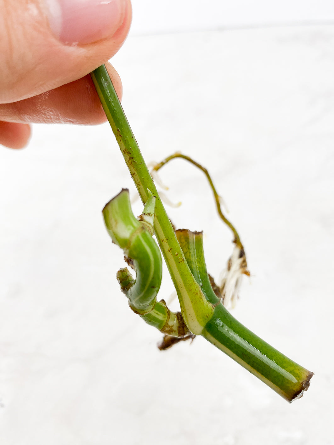 Rhaphidophora Tetrasperma Variegated 1 leaf 1 sprout triple nodes