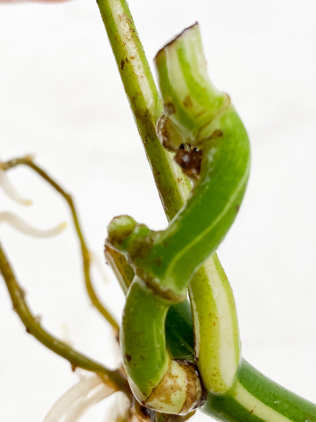 Rhaphidophora Tetrasperma Variegated 1 leaf 1 sprout triple nodes