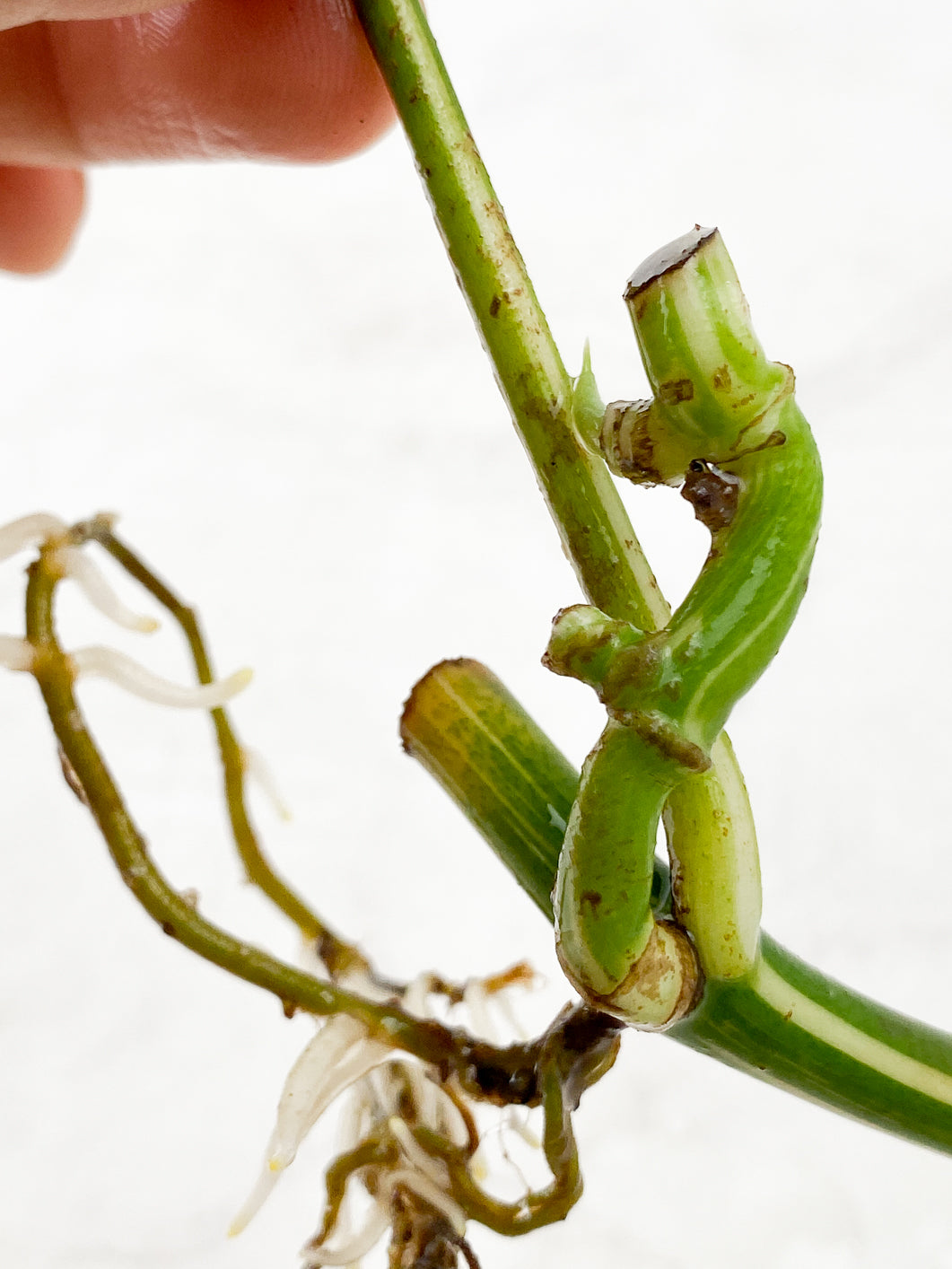 Rhaphidophora Tetrasperma Variegated 1 leaf 1 sprout triple nodes