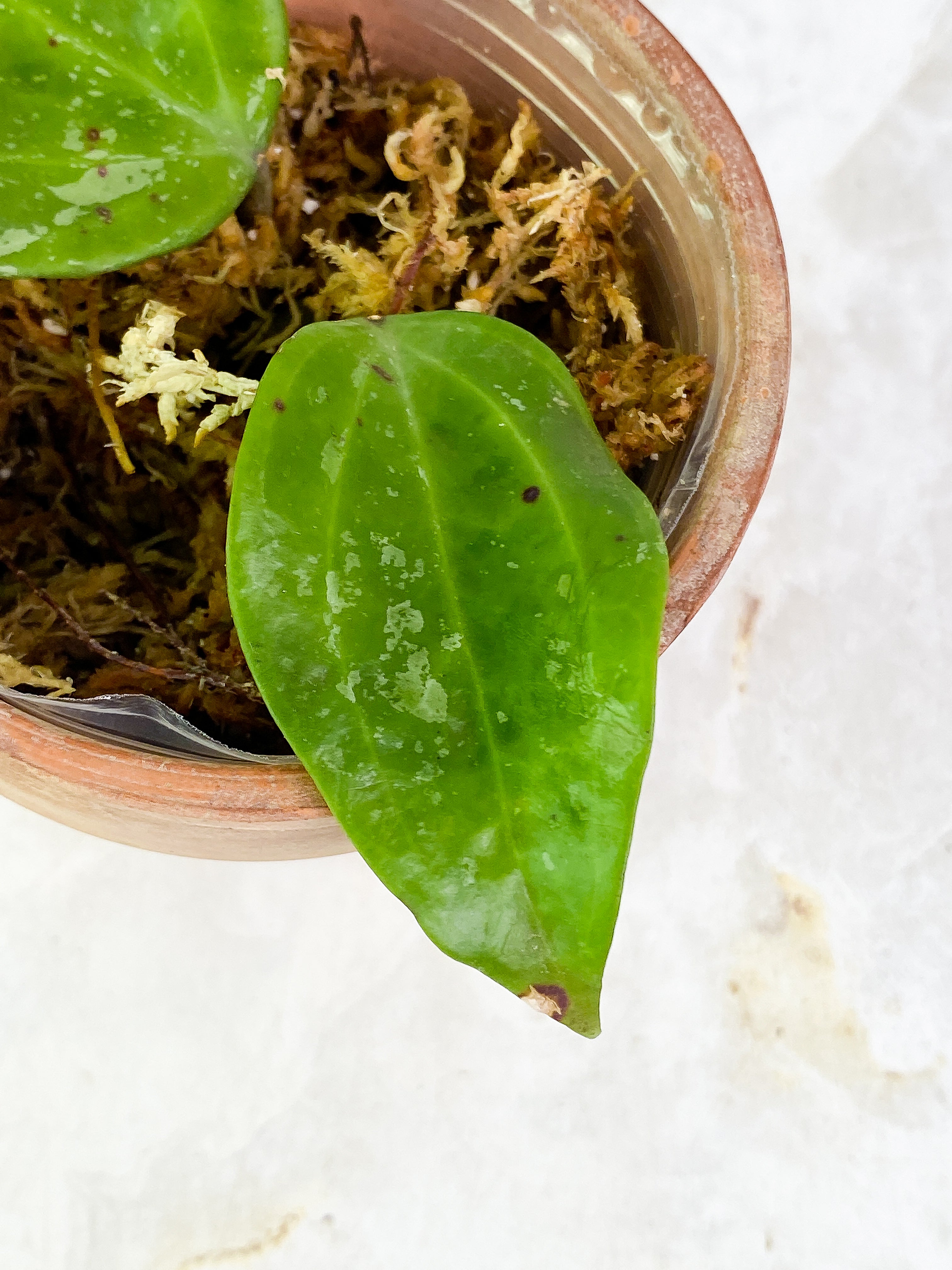 Hoya macrophylla snow Queen 2 leaves