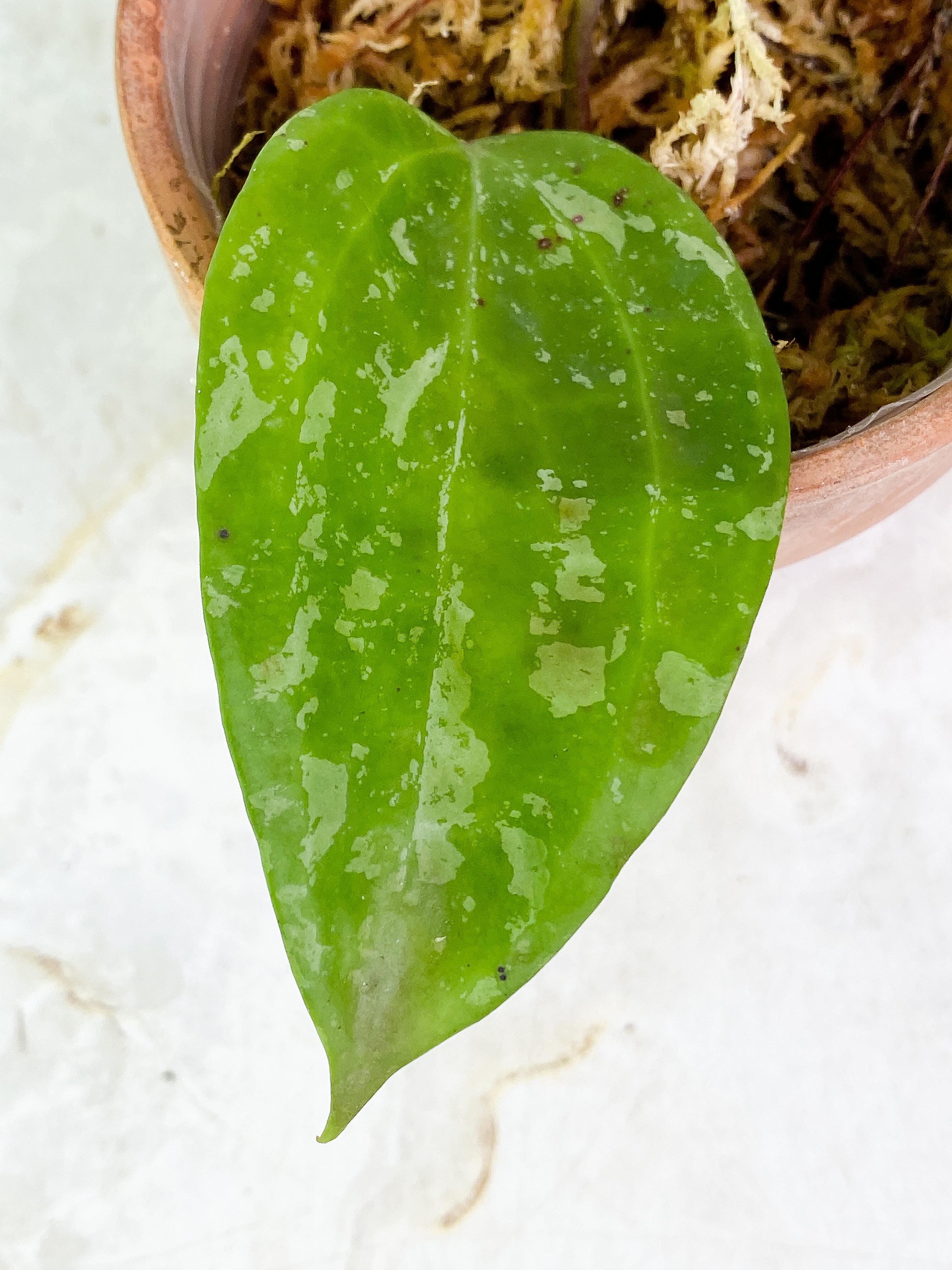 Hoya macrophylla snow Queen 2 leaves