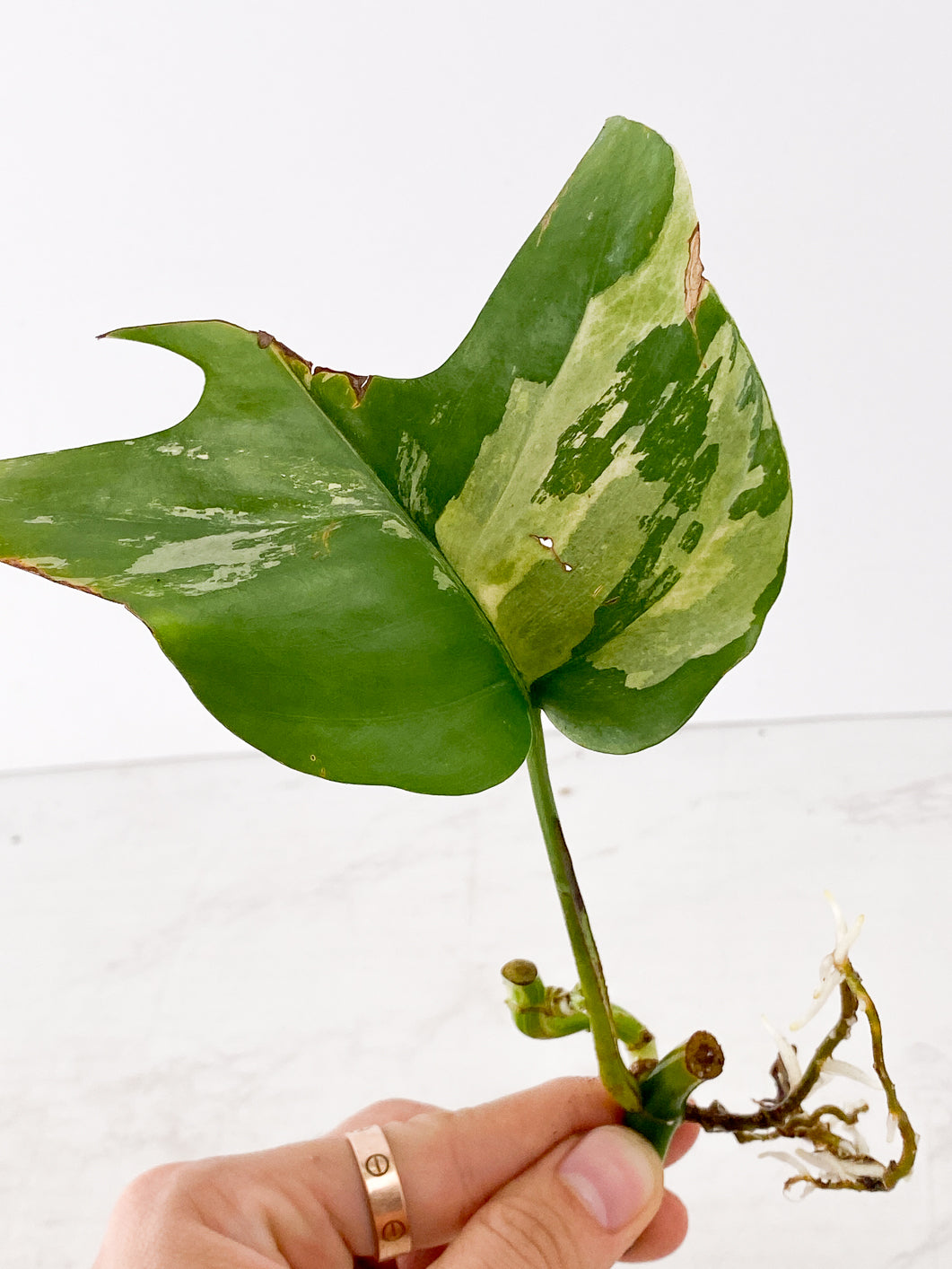 Rhaphidophora Tetrasperma Variegated 1 leaf 1 sprout triple nodes