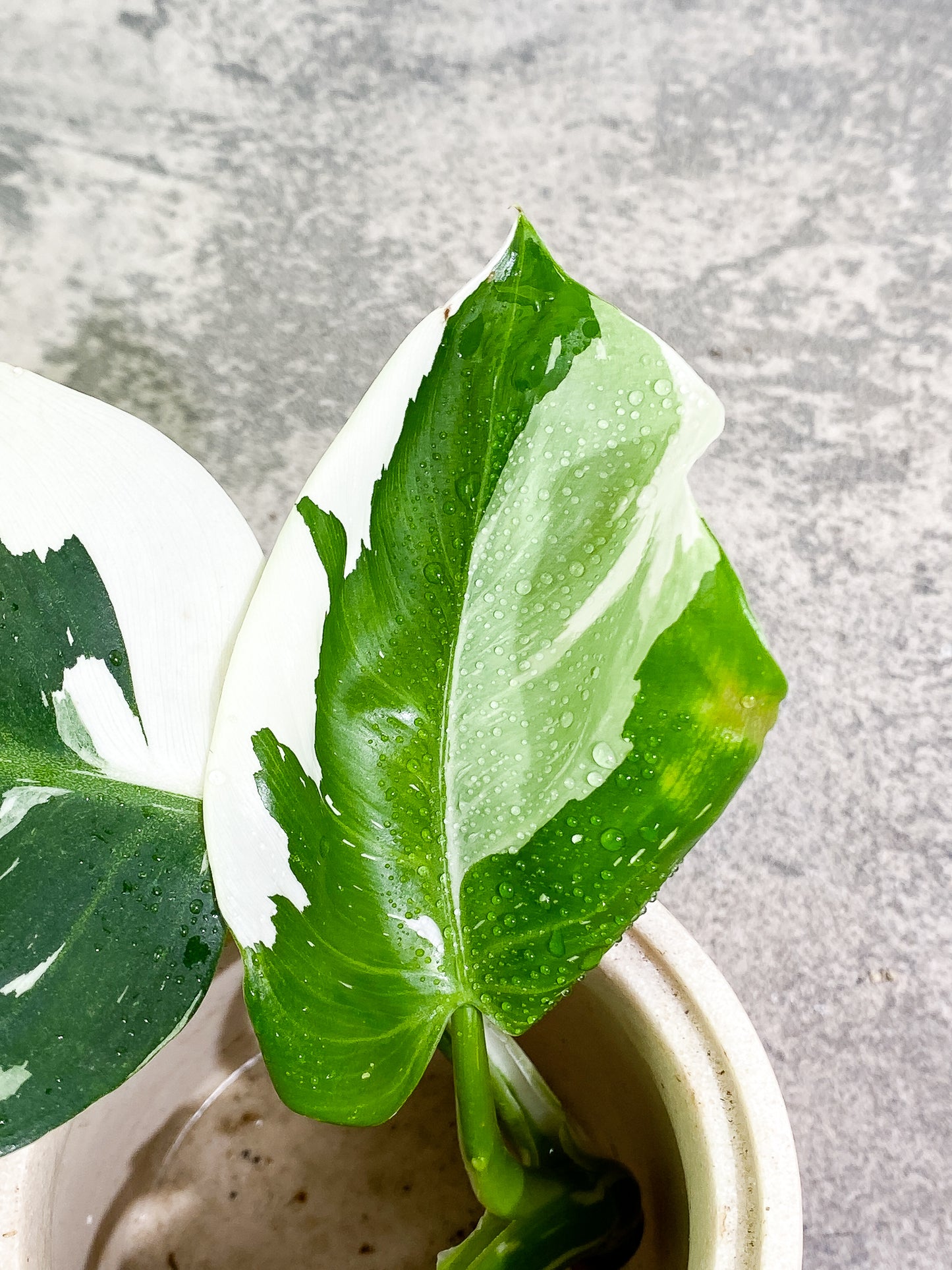 Philodendron White Wizard 3 leaves rooting Top Cutting  Highly Variegated