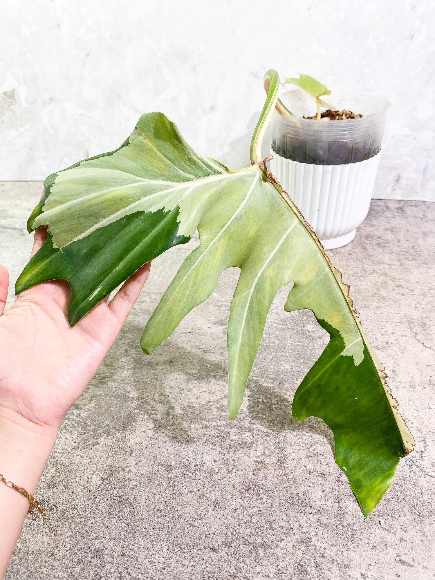 Philodendron Golden Dragon Variegated 2 leaves slightly rooted