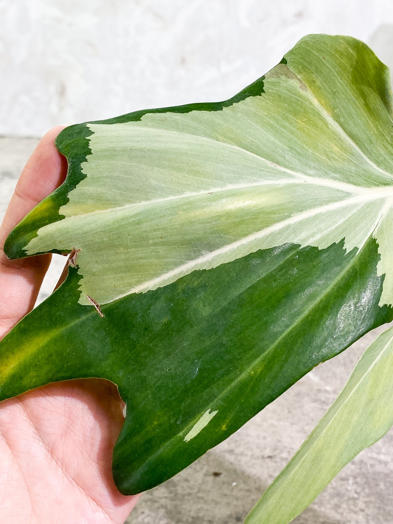 Philodendron Golden Dragon Variegated 2 leaves slightly rooted