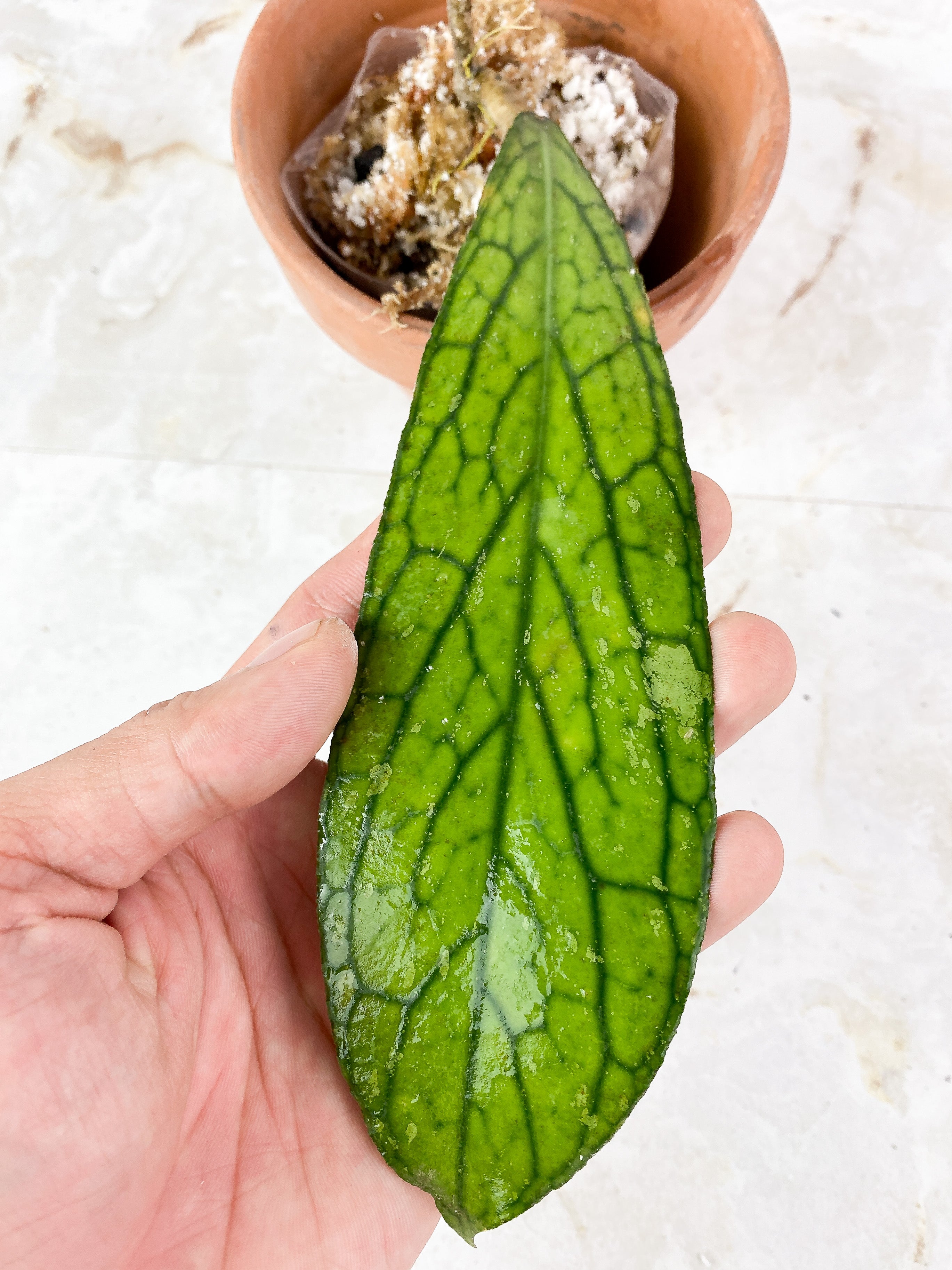 Hoya Tanggamus Rooted1 big leaves 6.5" long