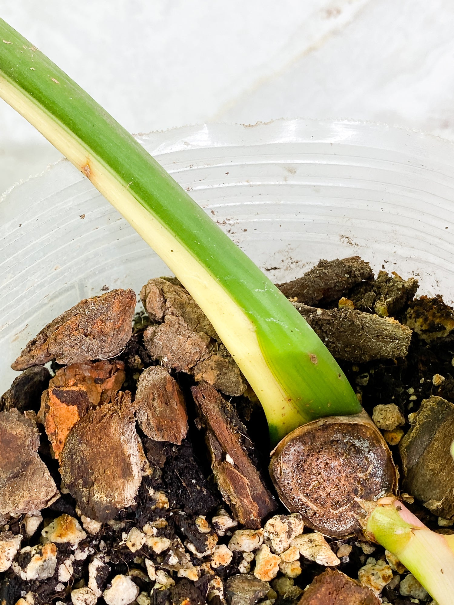 Philodendron Golden Dragon Variegated 2 leaves slightly rooted