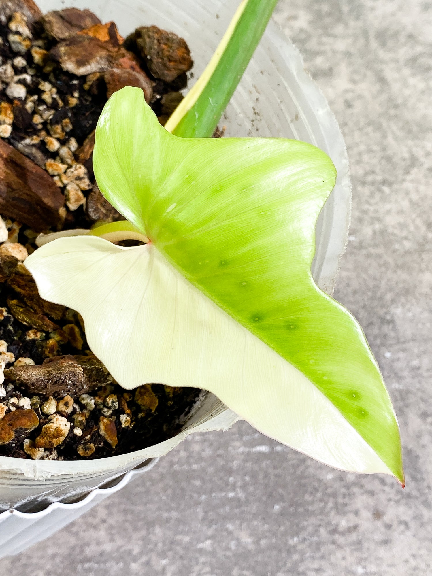 Philodendron Golden Dragon Variegated 2 leaves slightly rooted