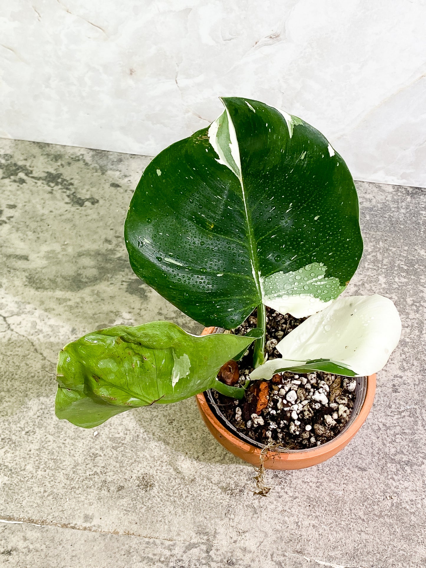 Philodendron White Wizard 3 leaves 1 sprout slightly rooted