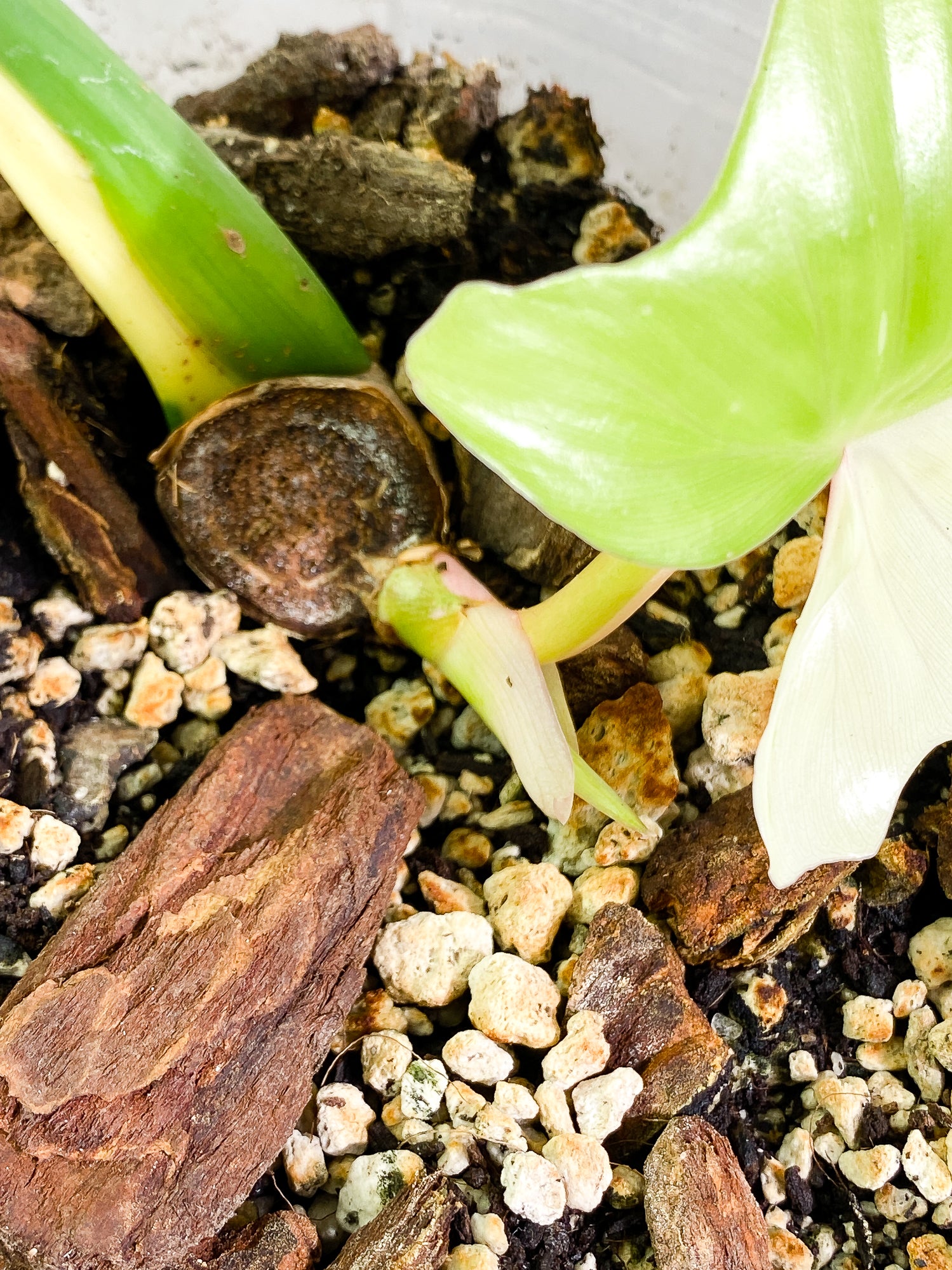 Philodendron Golden Dragon Variegated 2 leaves slightly rooted