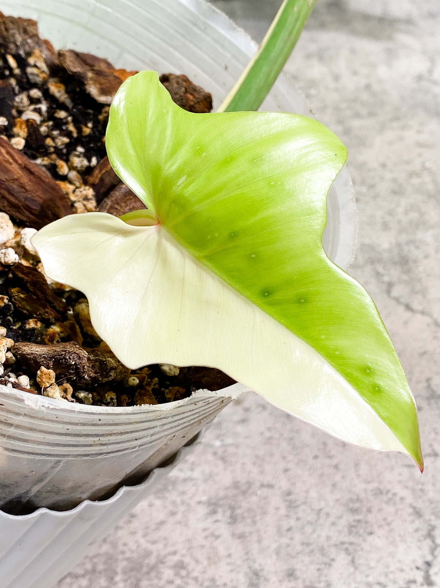 Philodendron Golden Dragon Variegated 2 leaves slightly rooted