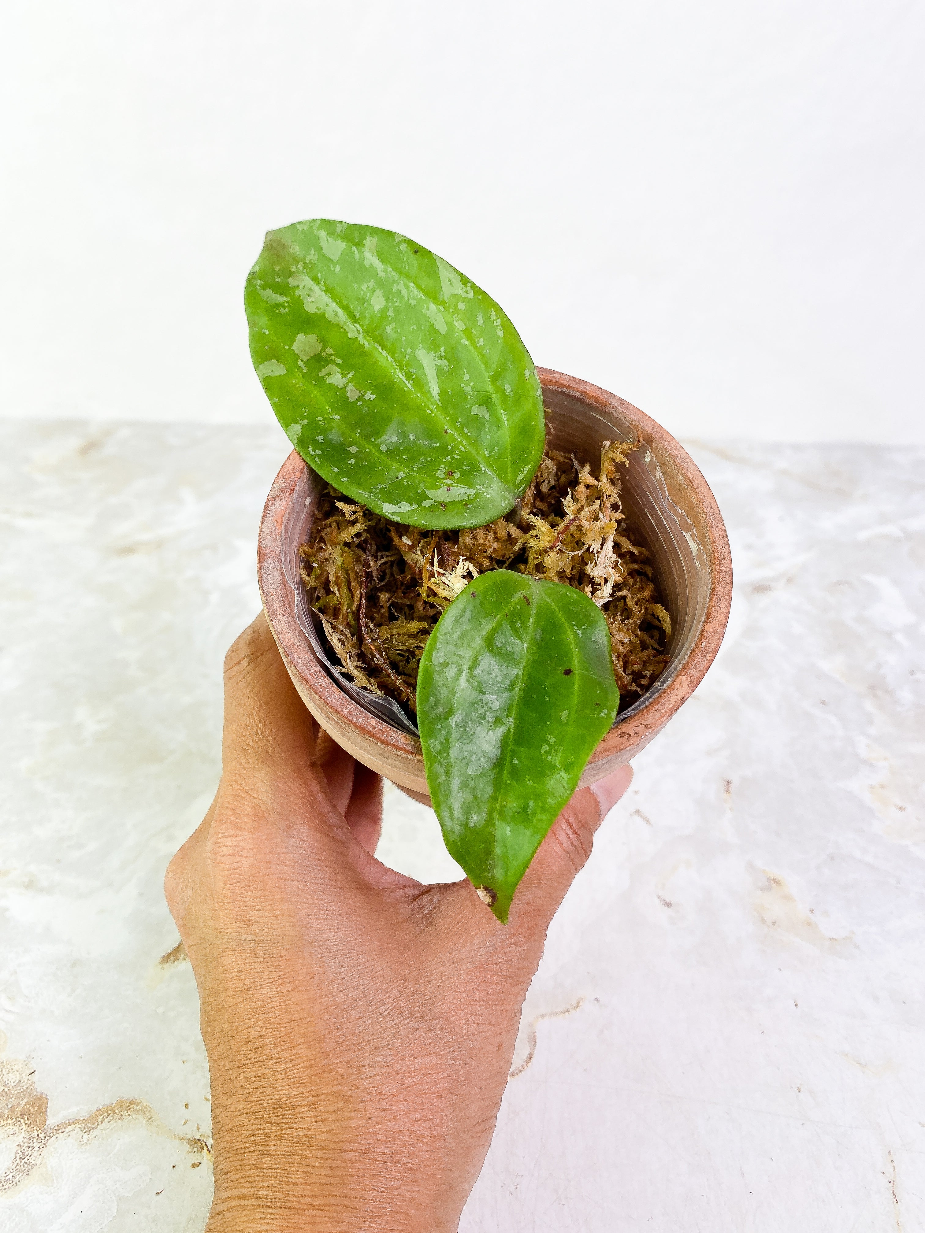 Hoya macrophylla snow Queen 2 leaves