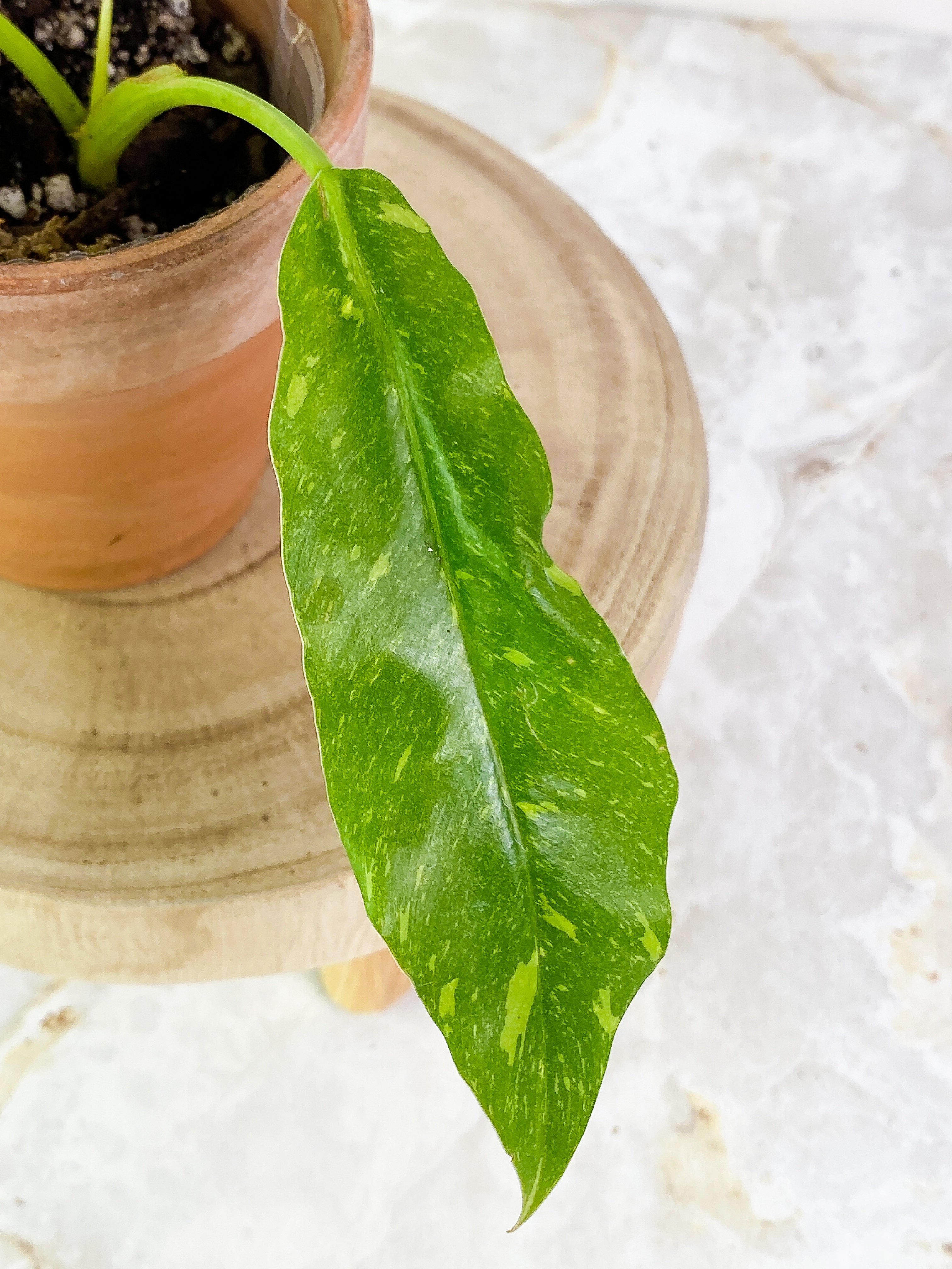 Philodendron Ring of Fire 2 leaves 1 sprout Slightly Rooted