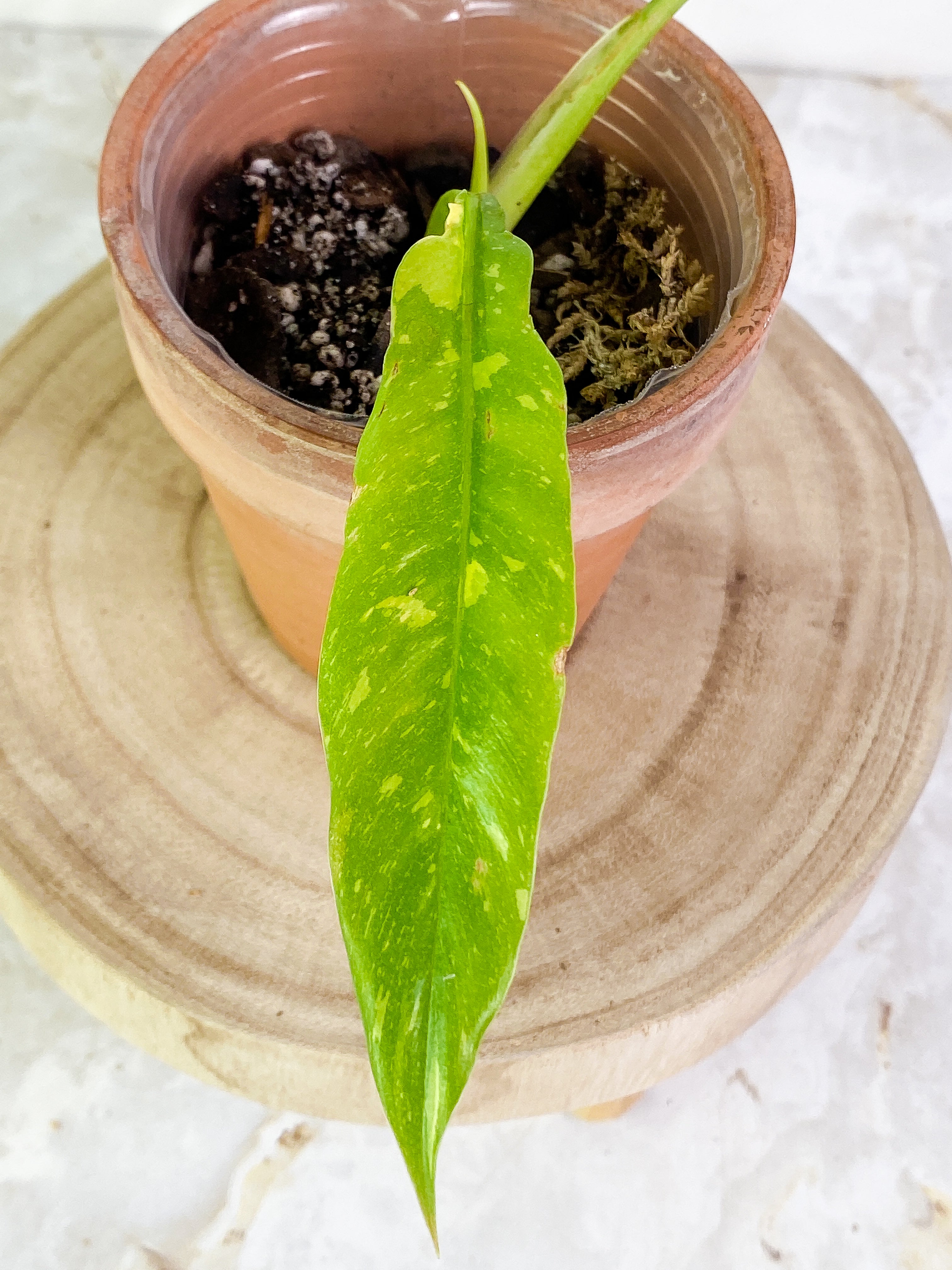 Philodendron Ring of Fire 2 leaves 1 sprout Slightly Rooted