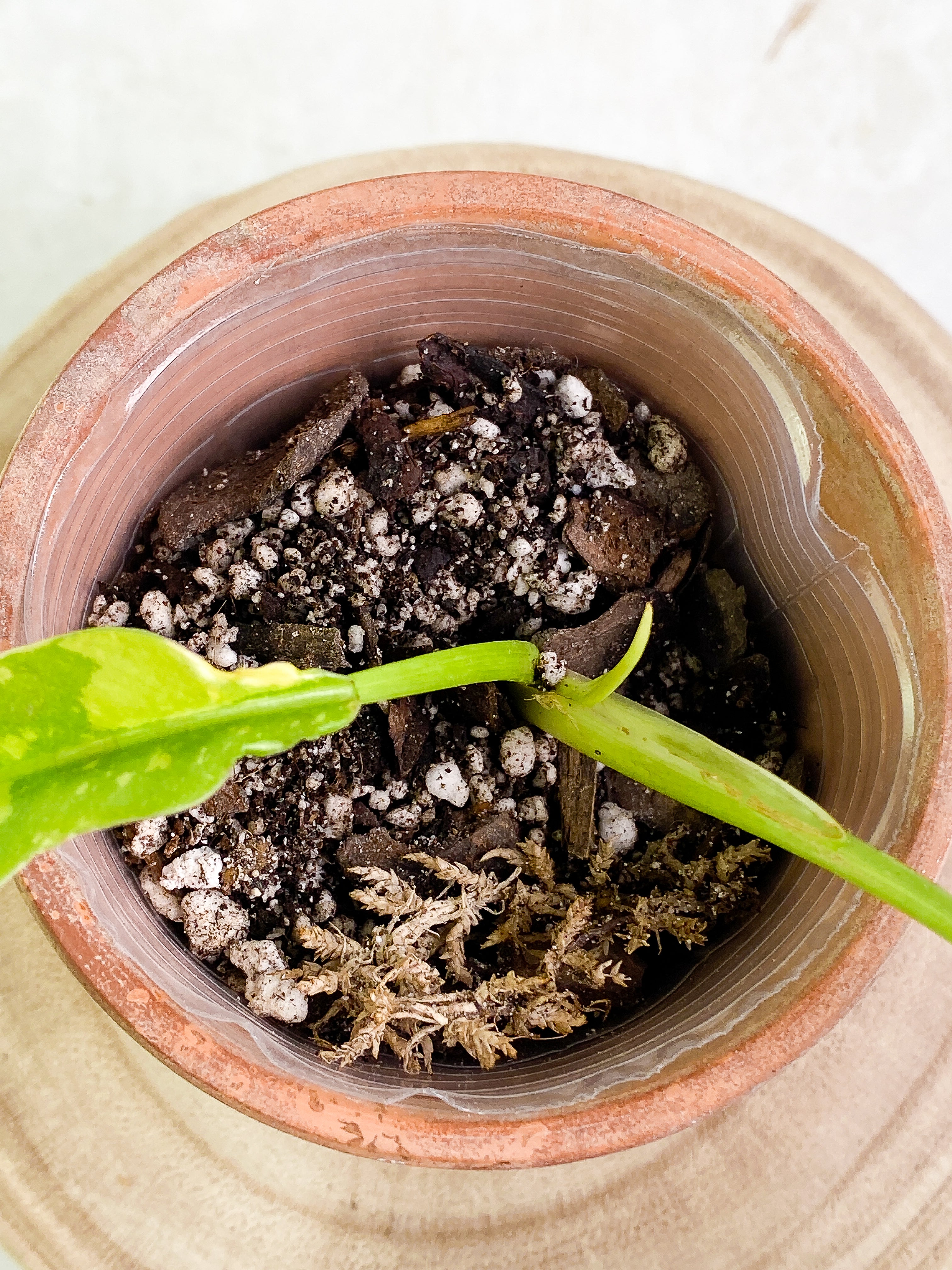 Philodendron Ring of Fire 2 leaves 1 sprout Slightly Rooted