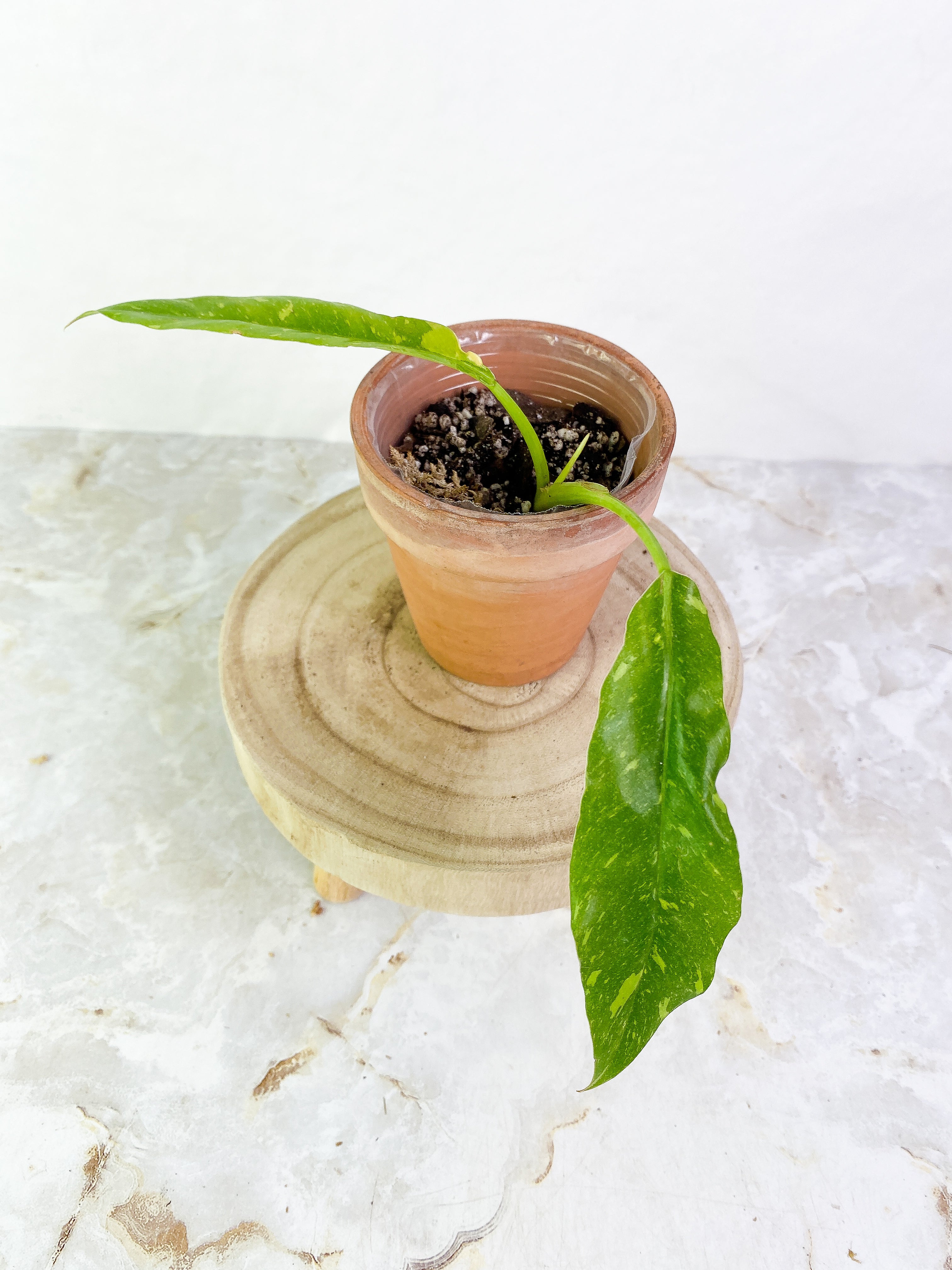 Philodendron Ring of Fire 2 leaves 1 sprout Slightly Rooted