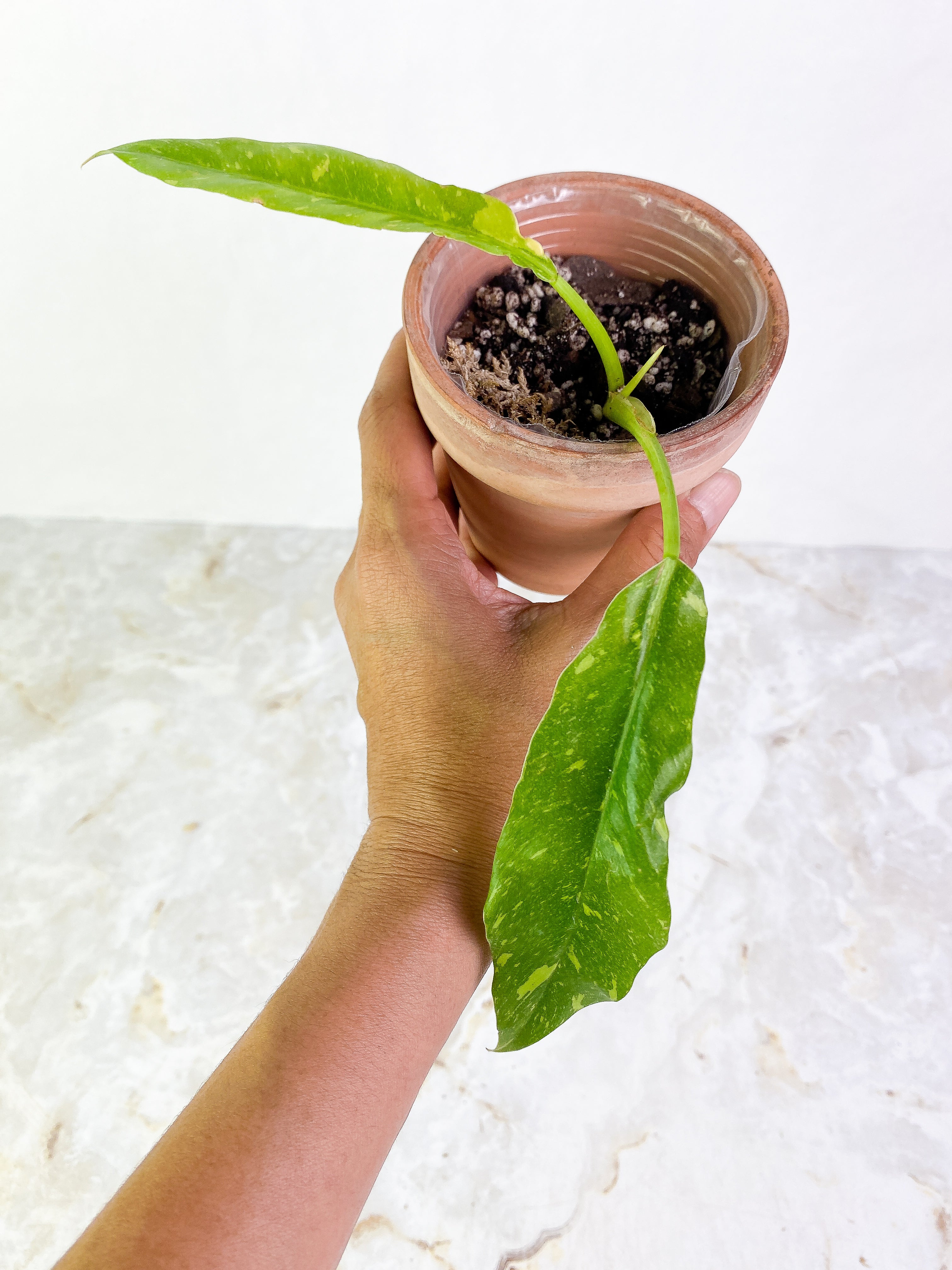 Philodendron Ring of Fire 2 leaves 1 sprout Slightly Rooted