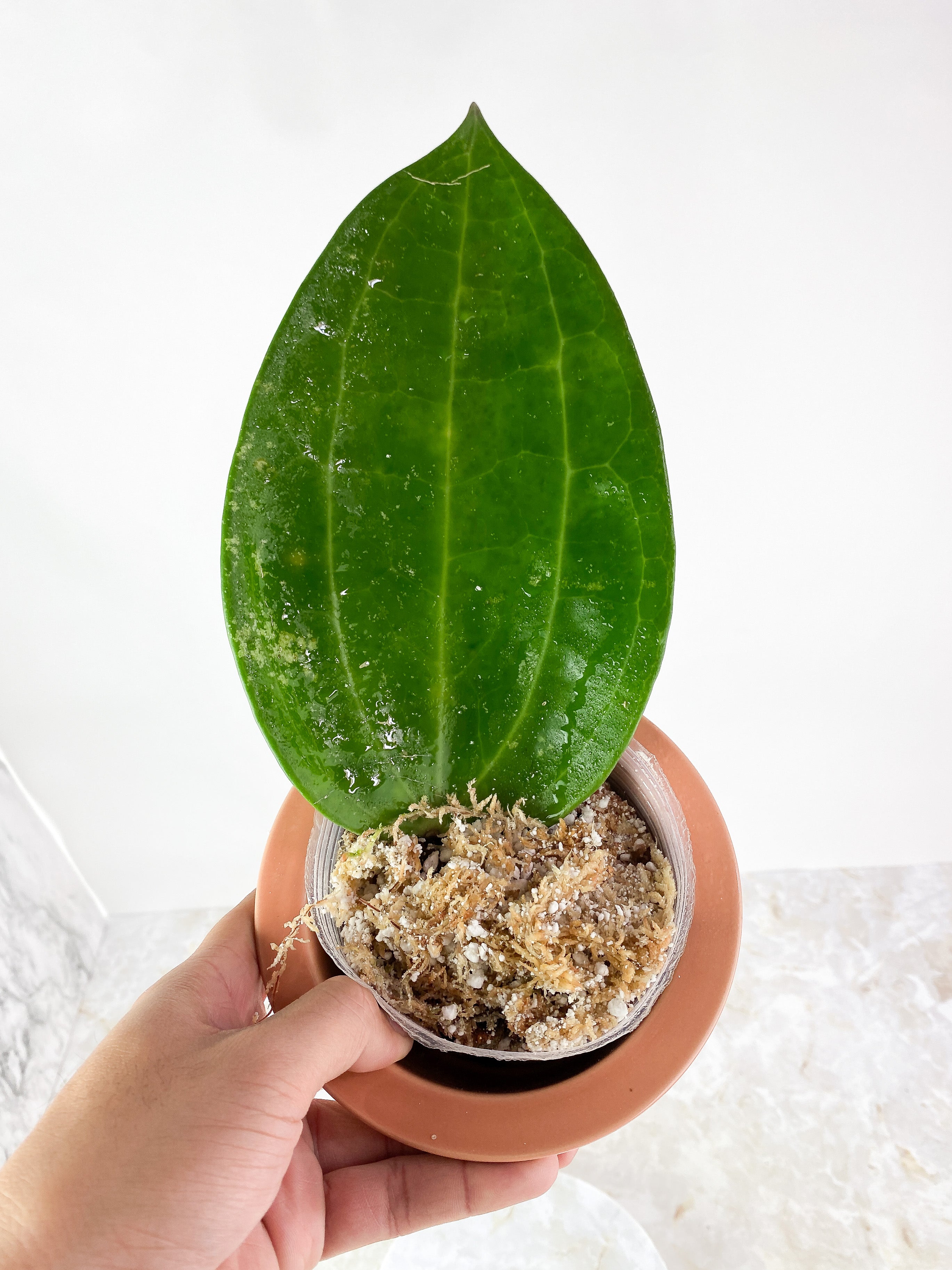 Hoya Latifolia Rooting 1 giant leaf (9")