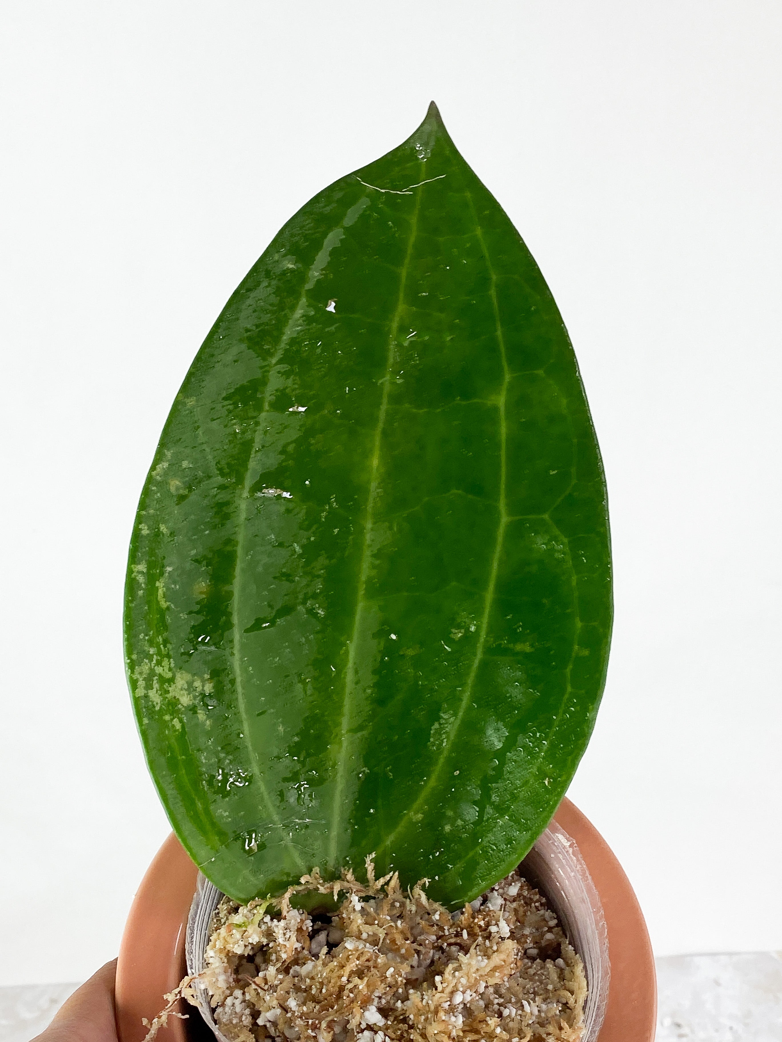 Hoya Latifolia Rooting 1 giant leaf (9")