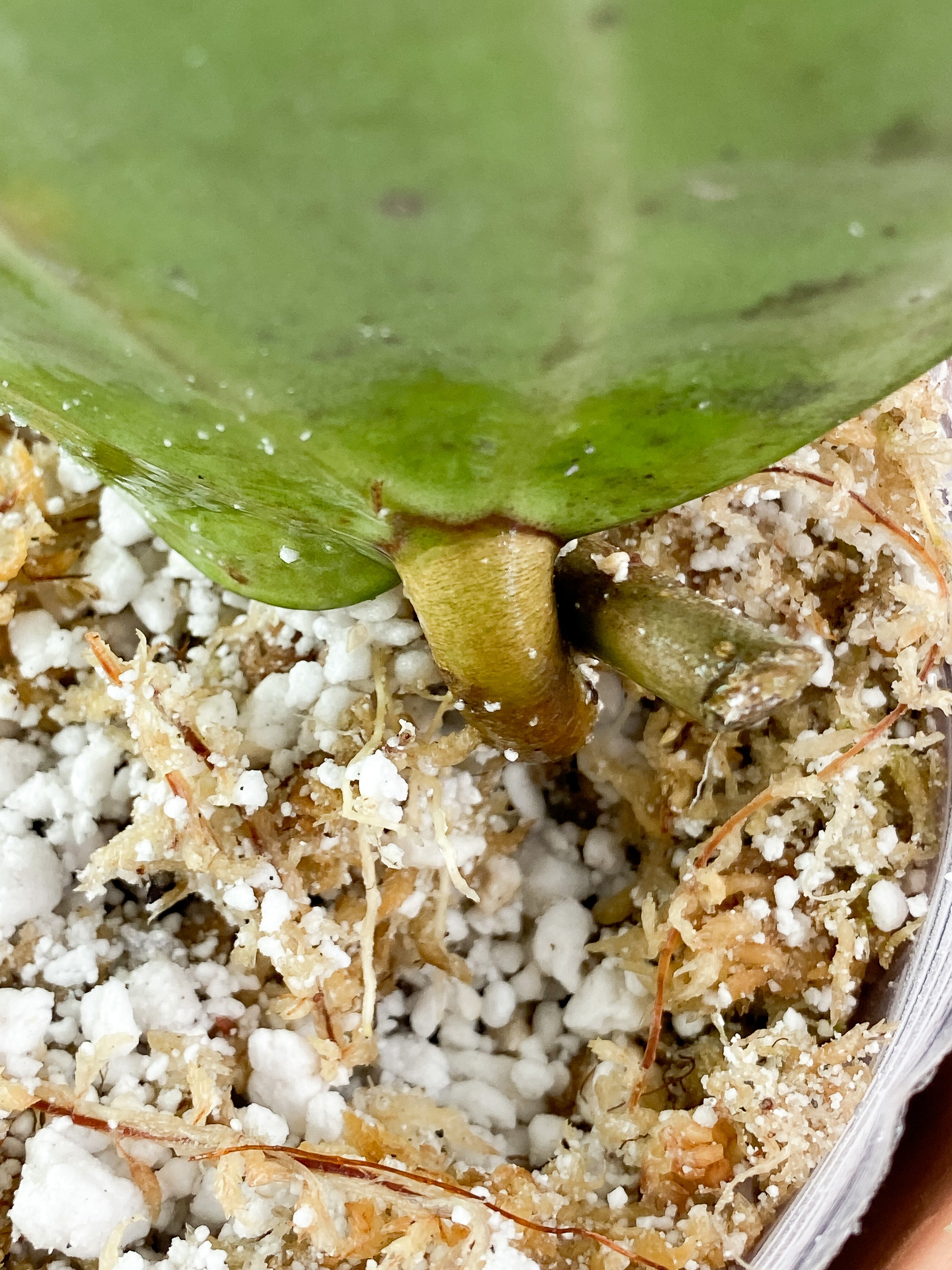 Hoya Latifolia Rooting 1 giant leaf (9")