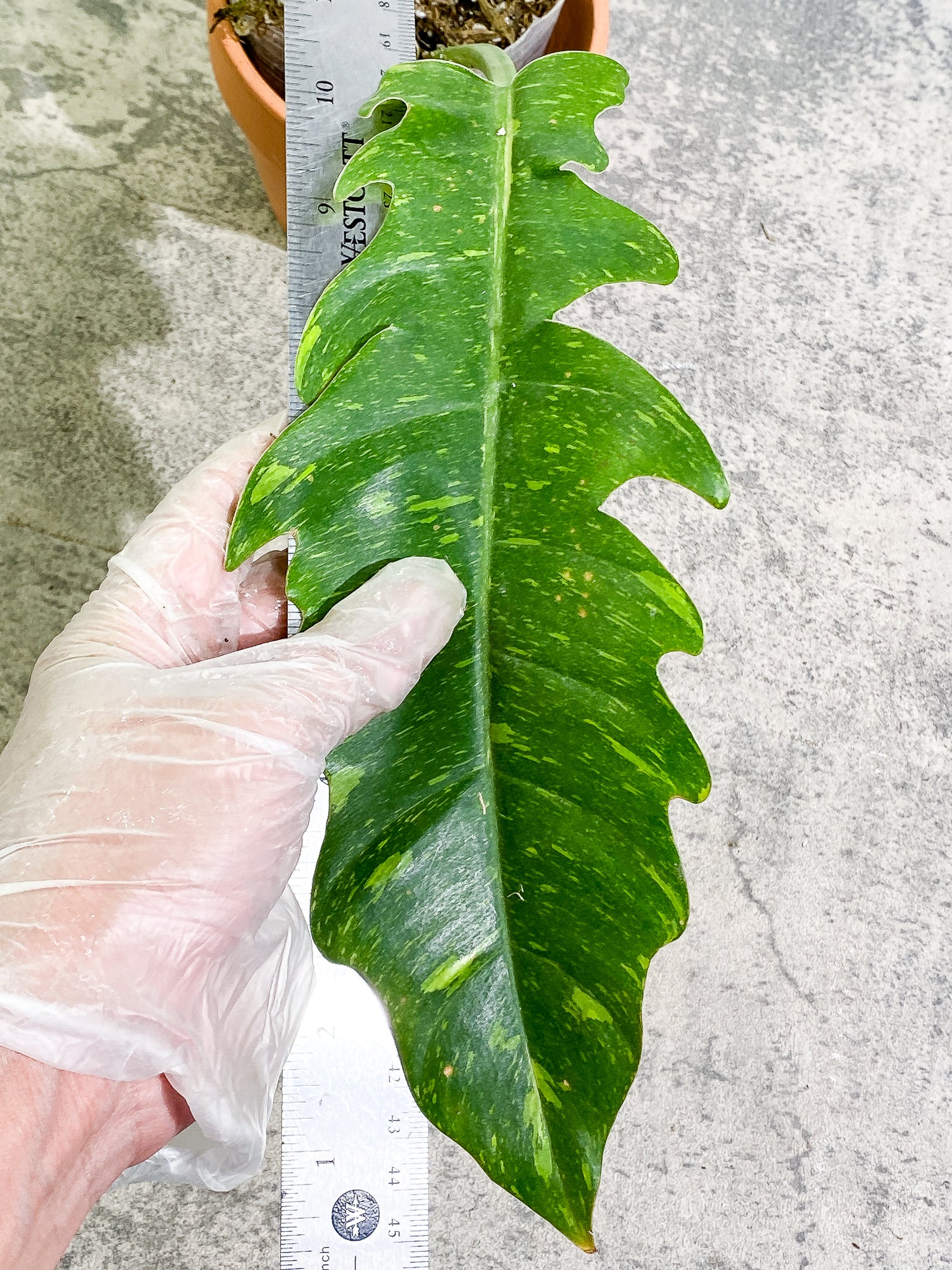Philodendron Ring Of Fire 2 leaves slightly rooted