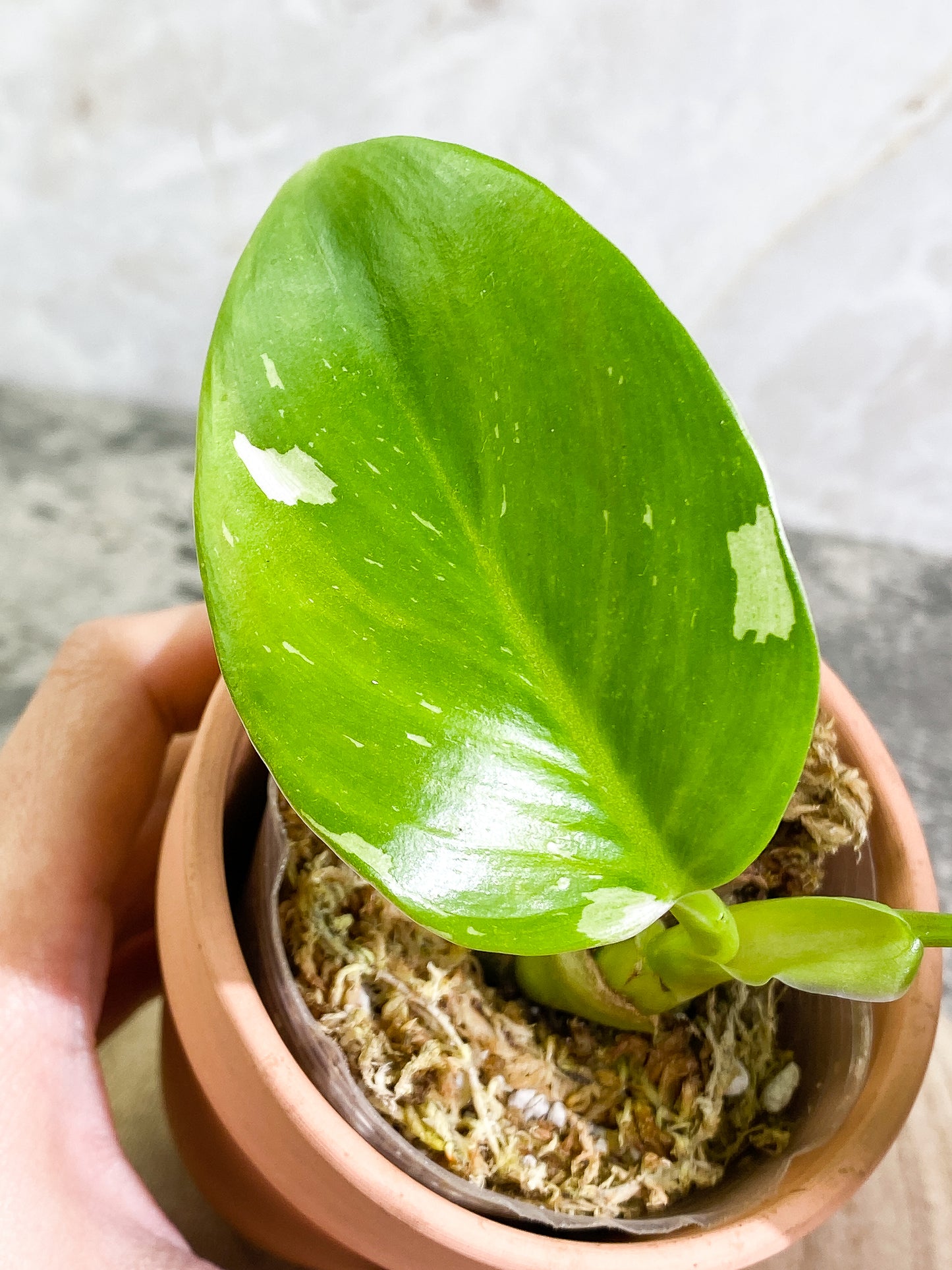 Philodendron white wizard 2 leaves Slightly Rooted node