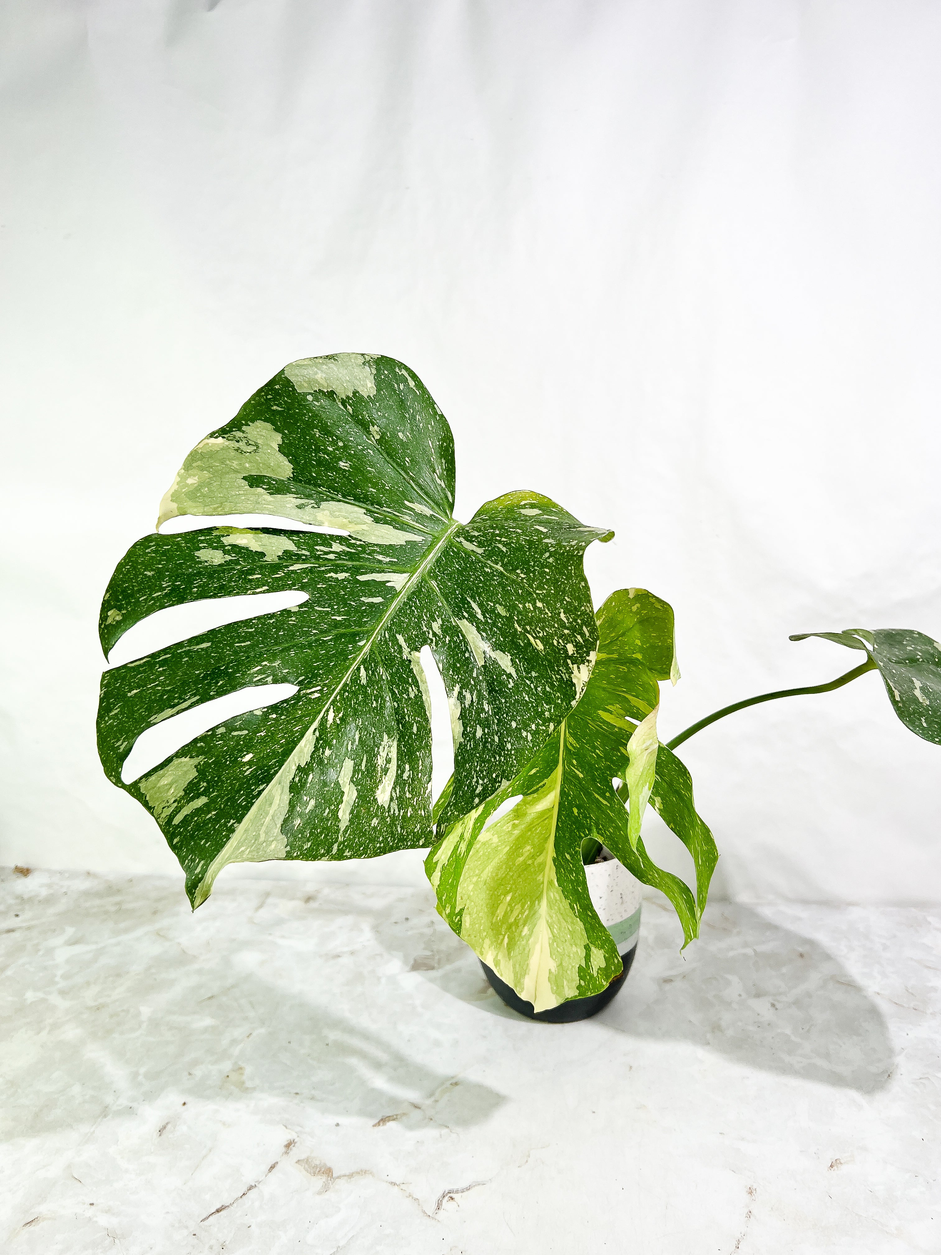Monstera Thai Constellation  3 leaves slightly rooted Highly Variegated Top Cutting