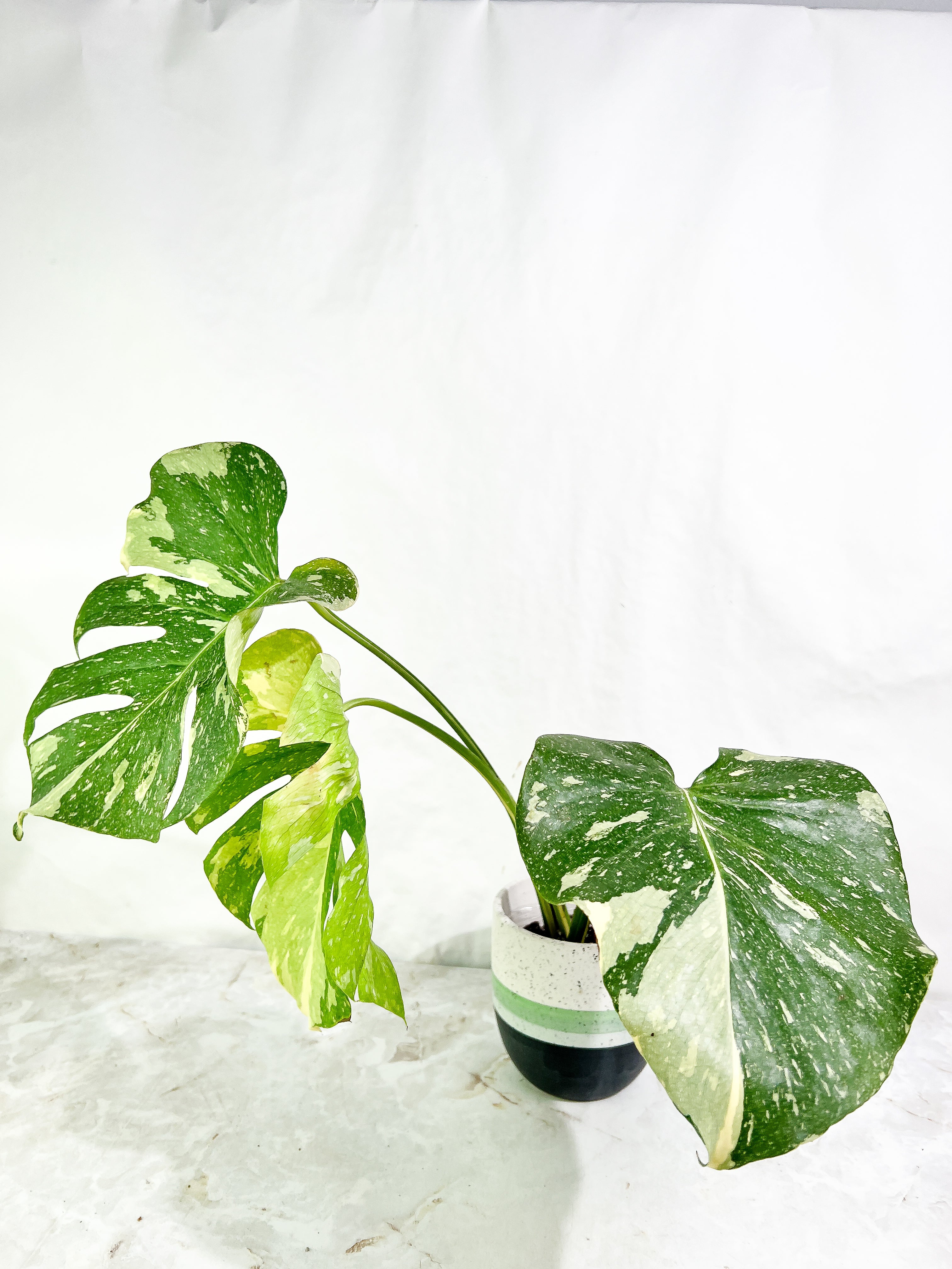 Monstera Thai Constellation  3 leaves slightly rooted Highly Variegated Top Cutting