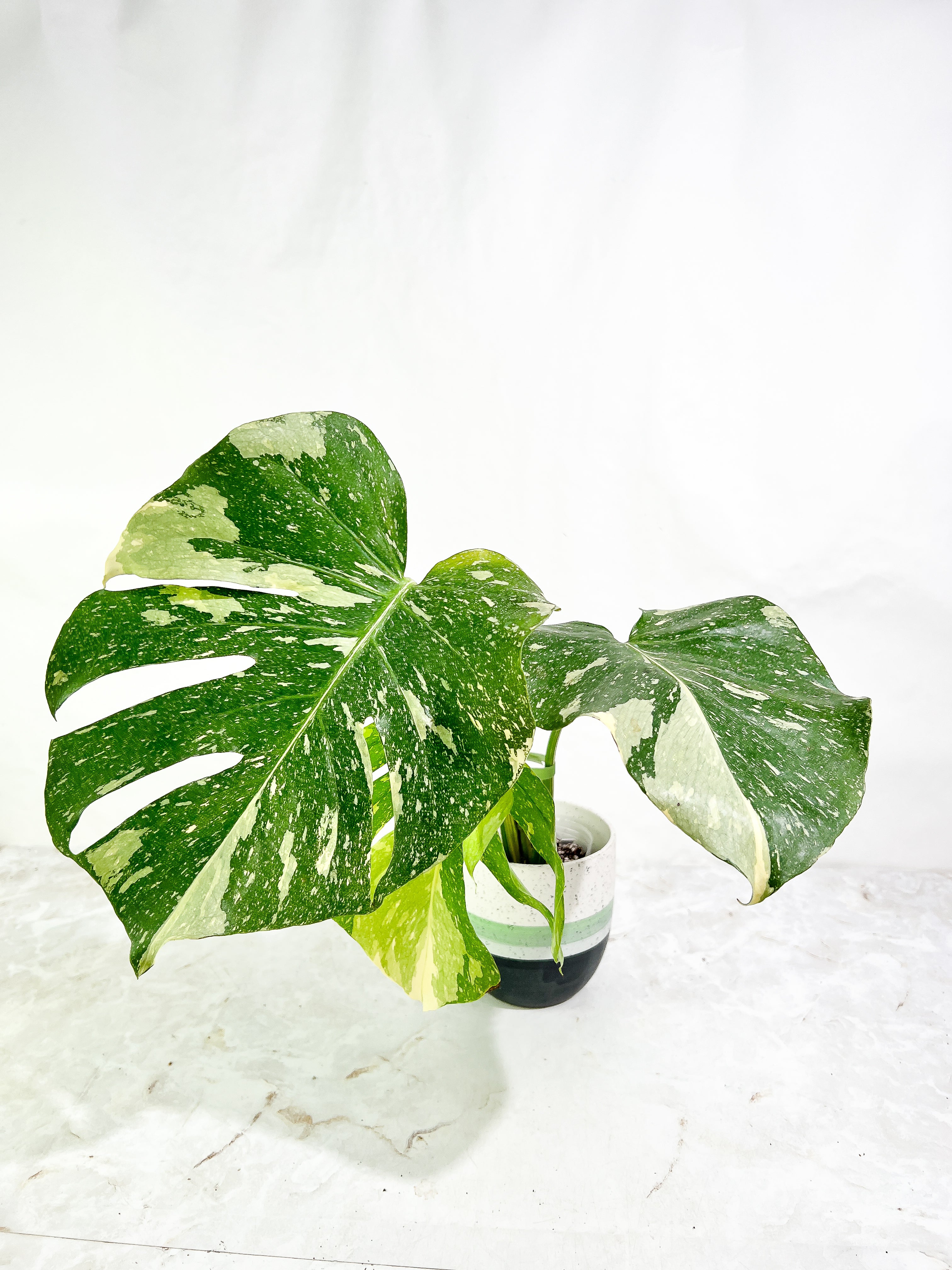 Monstera Thai Constellation  3 leaves slightly rooted Highly Variegated Top Cutting