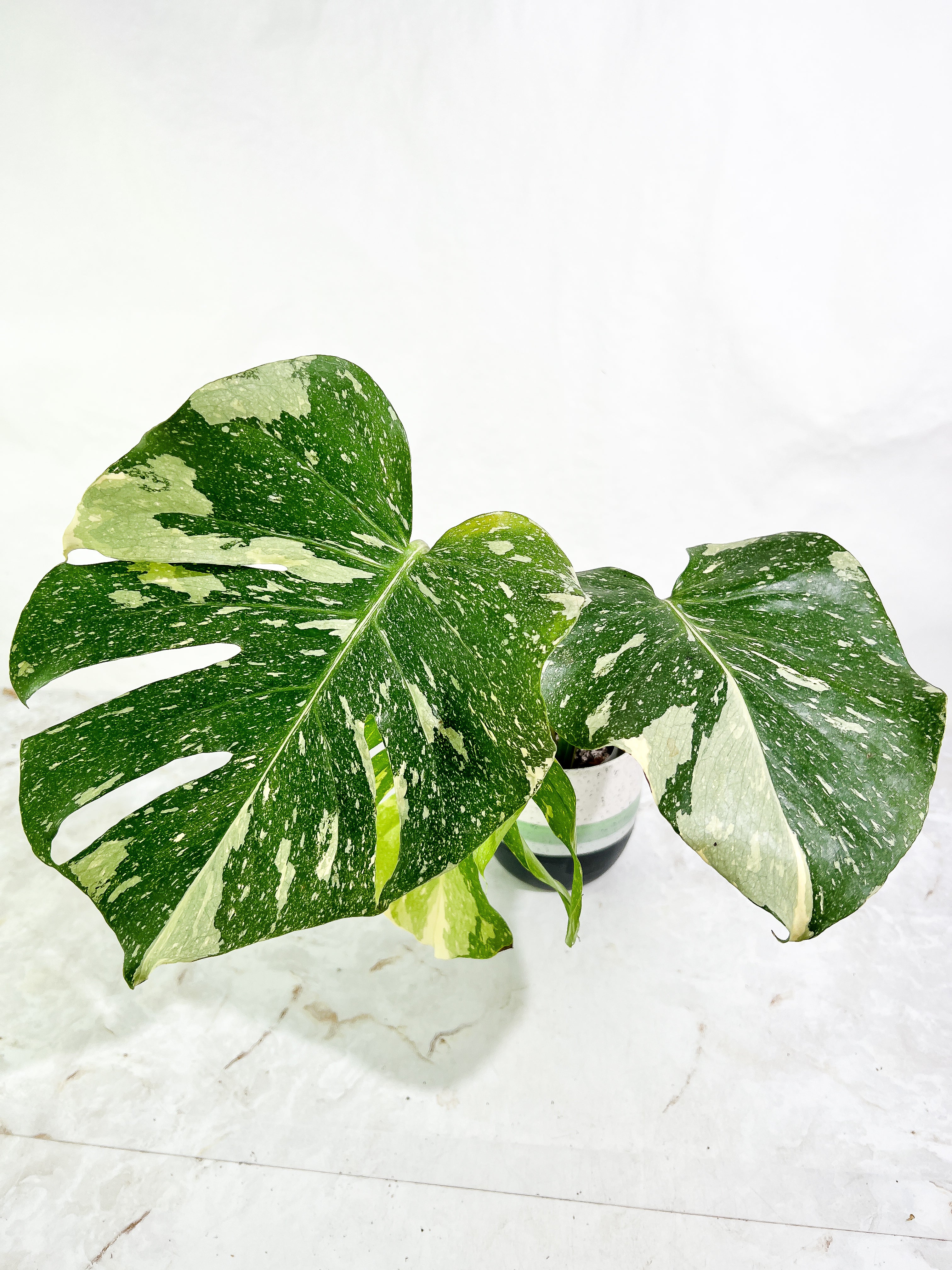 Monstera Thai Constellation  3 leaves slightly rooted Highly Variegated Top Cutting