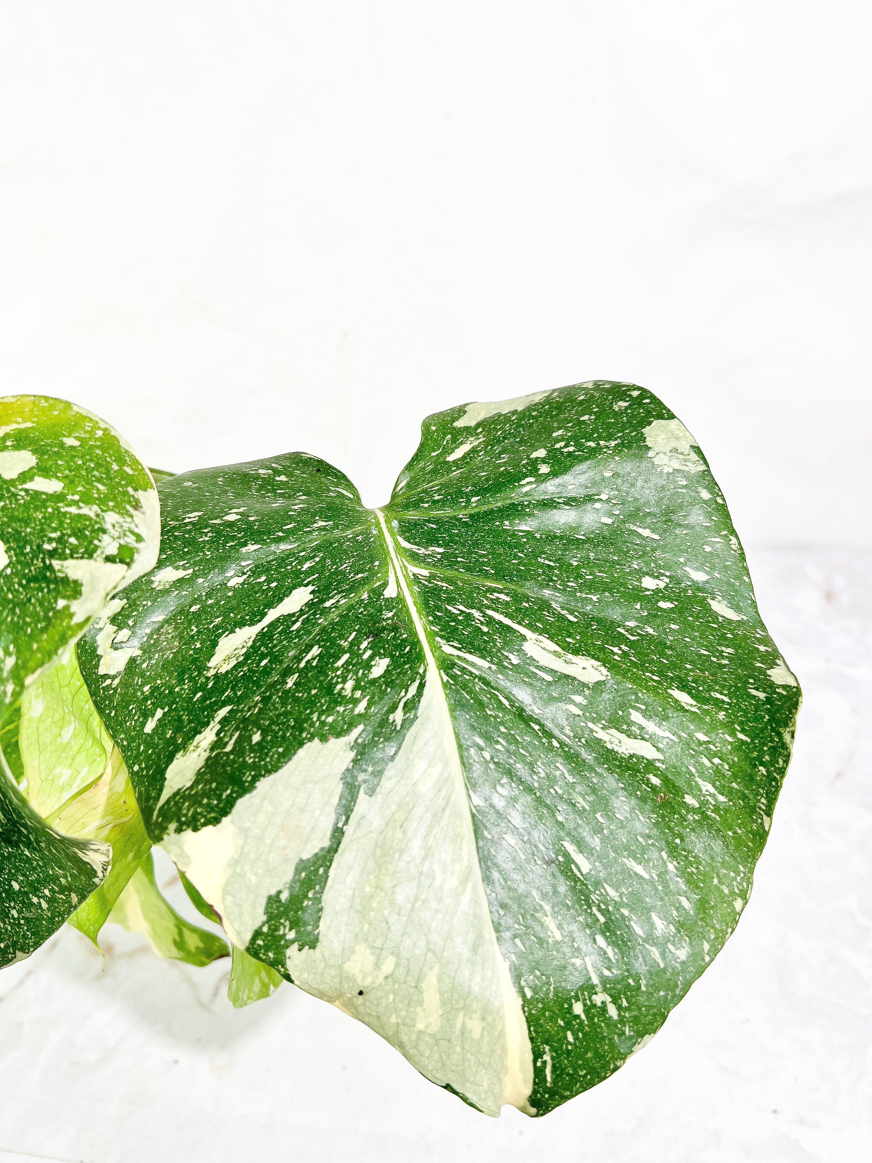 Monstera Thai Constellation  3 leaves slightly rooted Highly Variegated Top Cutting