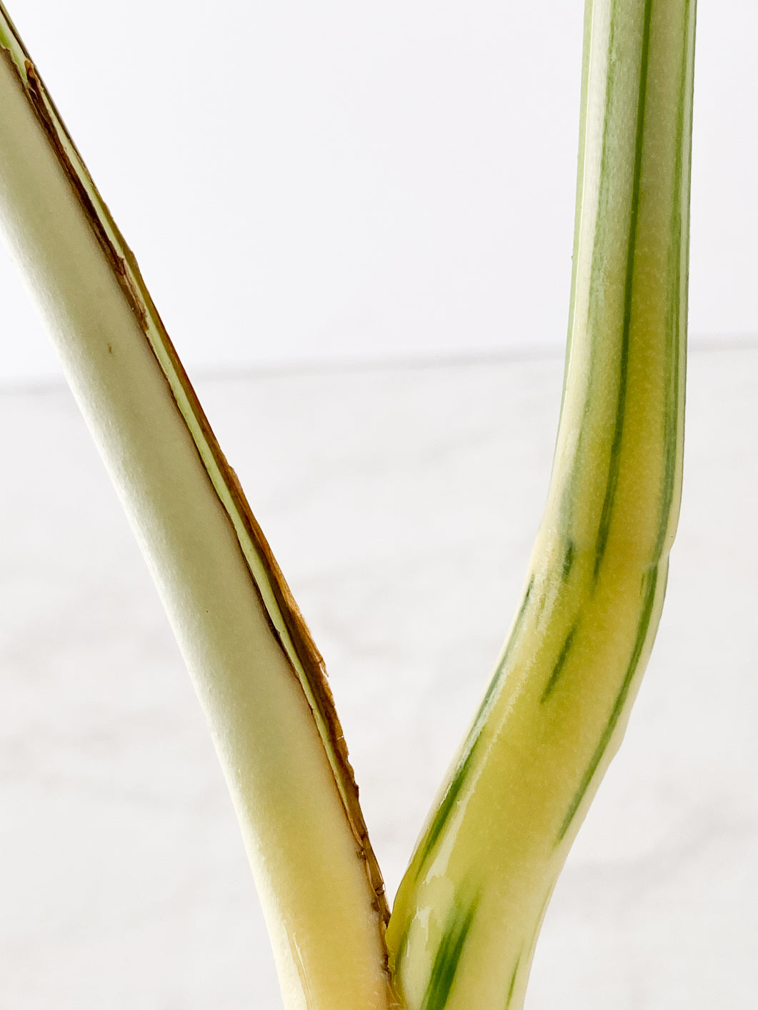 Monstera White Tiger Japanese 2 leaves Top Cutting