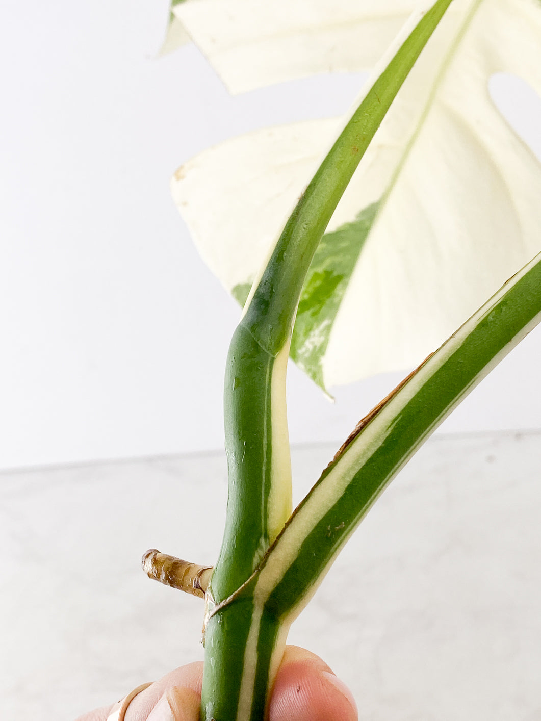 Monstera White Tiger Japanese 2 leaves Top Cutting