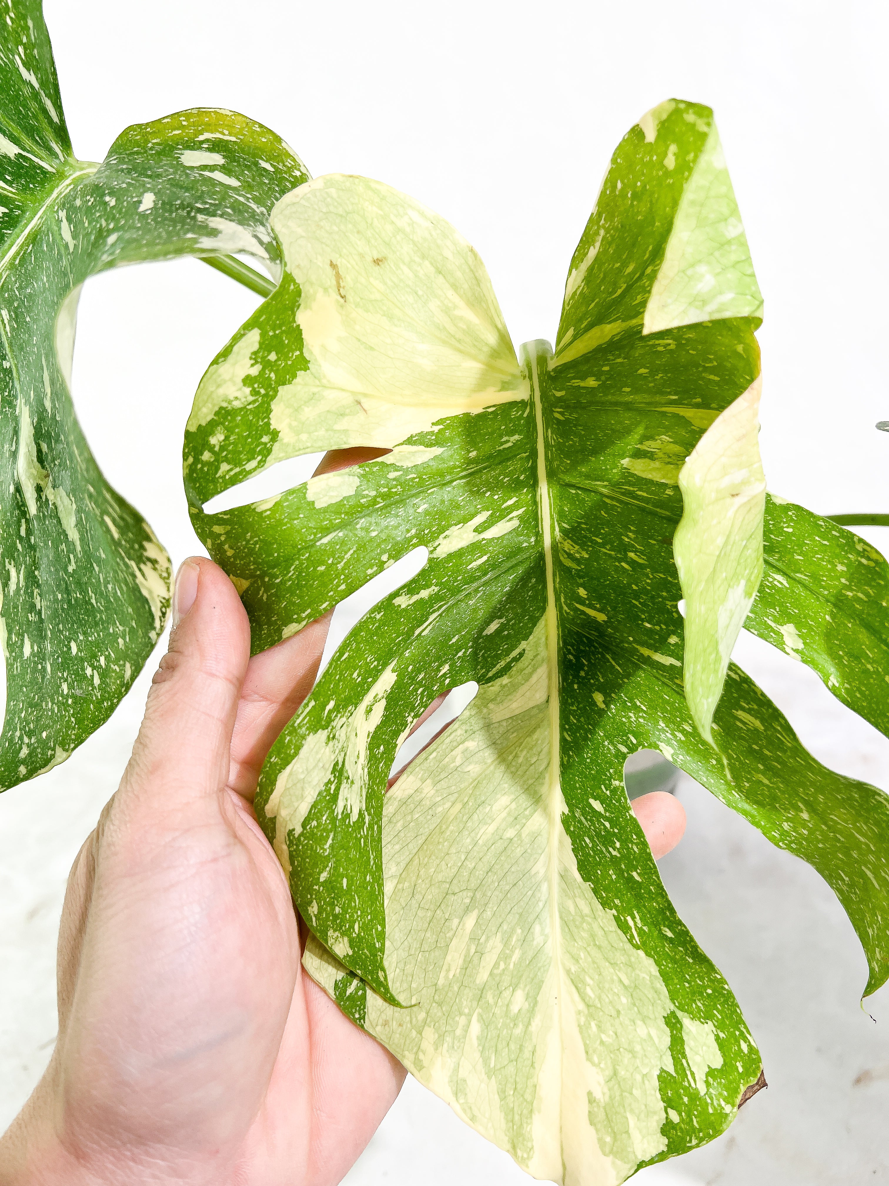 Monstera Thai Constellation  3 leaves slightly rooted Highly Variegated Top Cutting