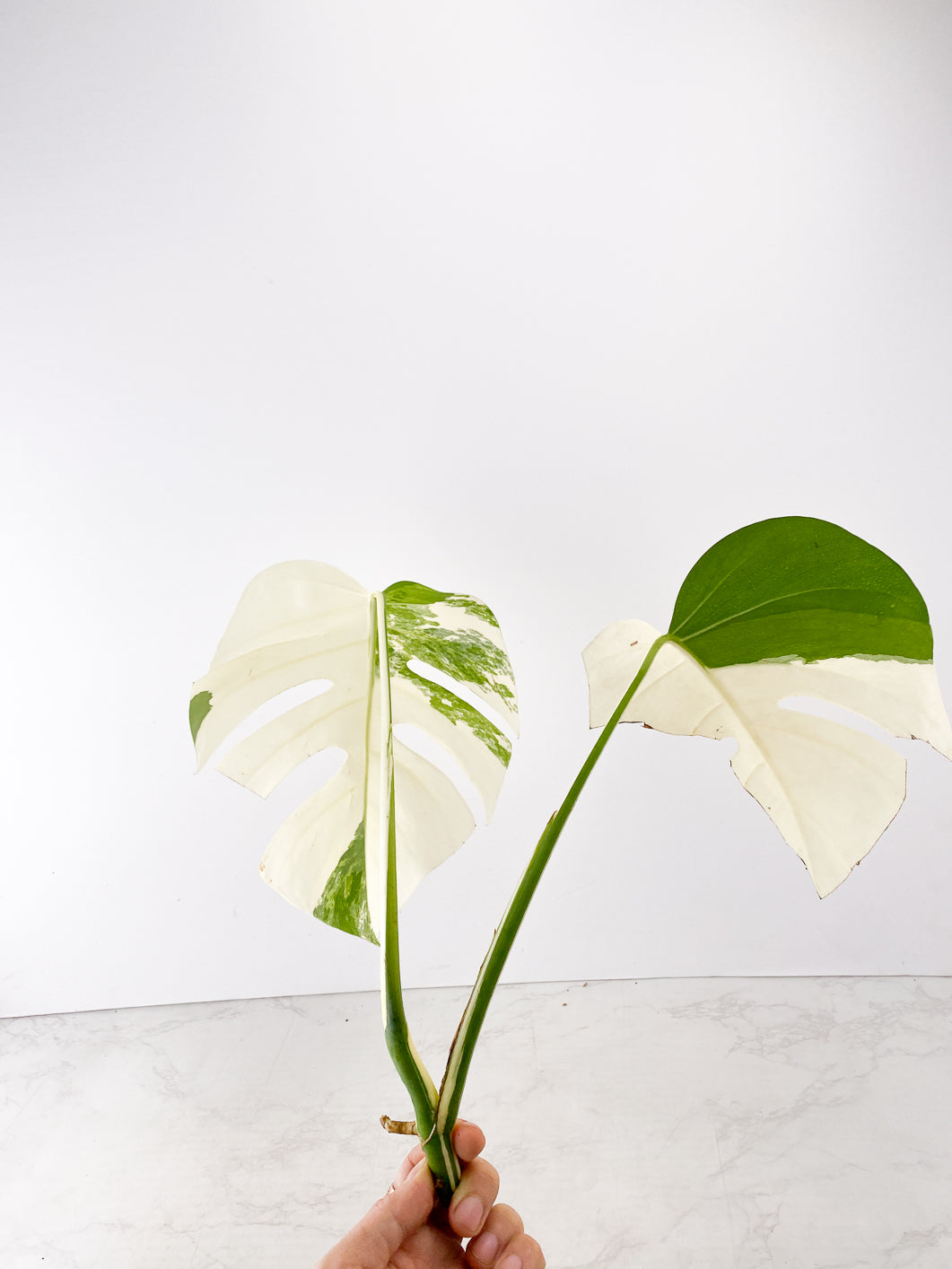 Monstera White Tiger Japanese 2 leaves Top Cutting