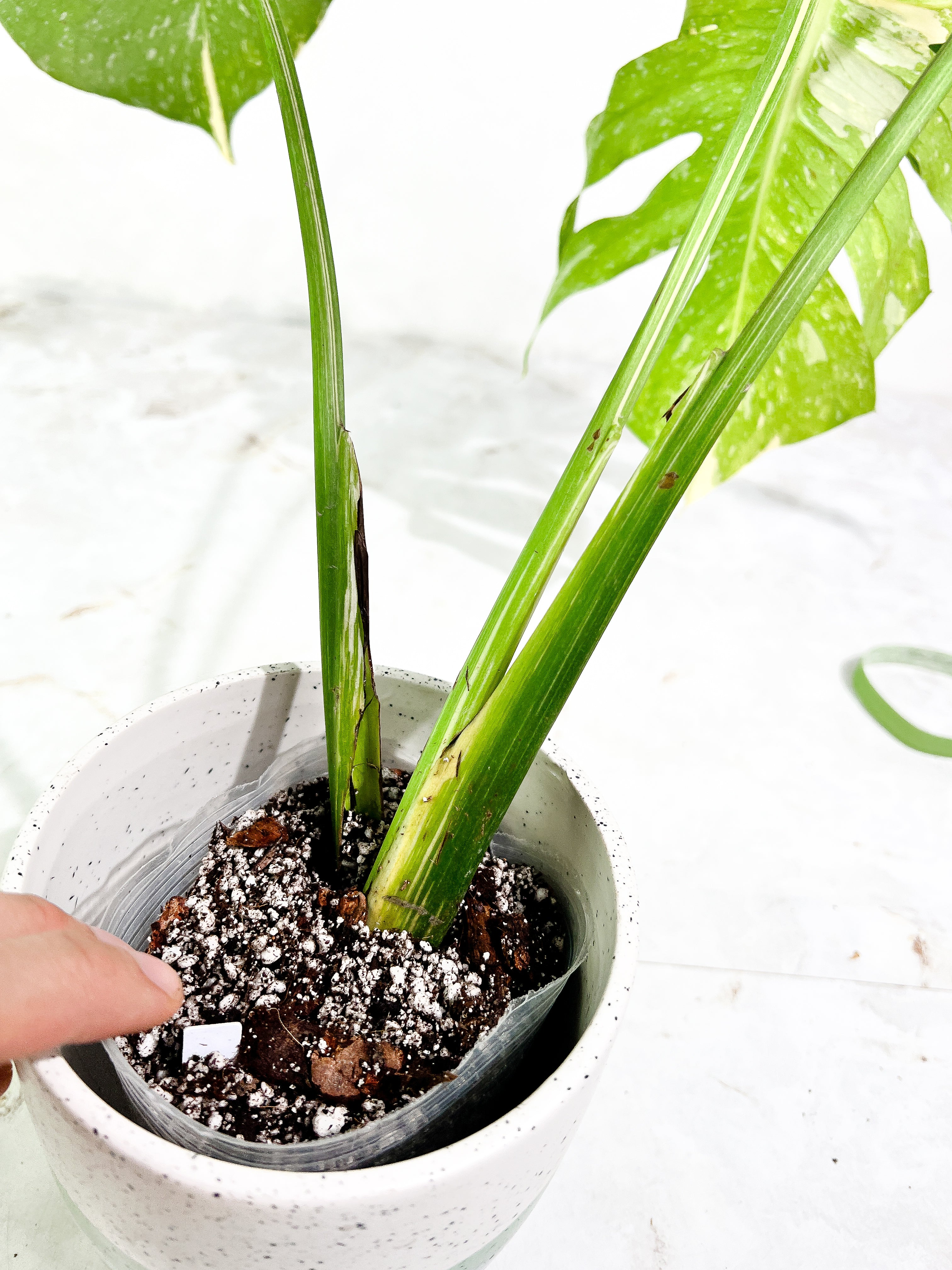 Monstera Thai Constellation  3 leaves slightly rooted Highly Variegated Top Cutting