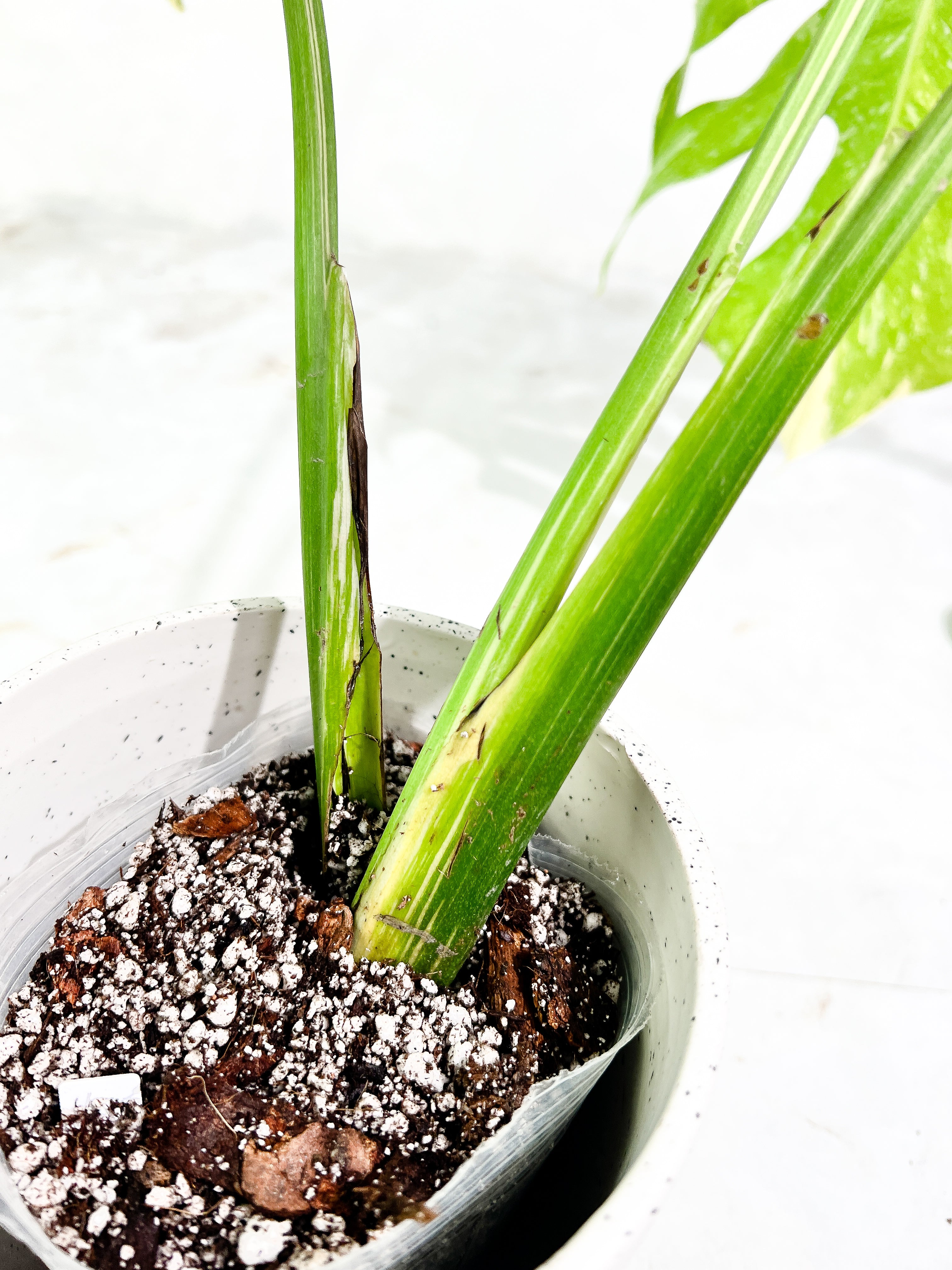 Monstera Thai Constellation  3 leaves slightly rooted Highly Variegated Top Cutting