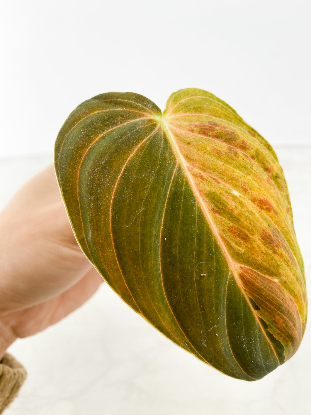 Philodendron Melanochrysum  Variegated Rooting 1 leaf
