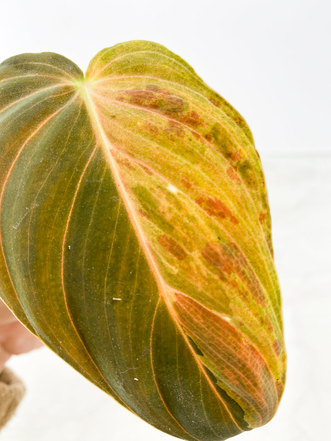 Philodendron Melanochrysum  Variegated Rooting 1 leaf