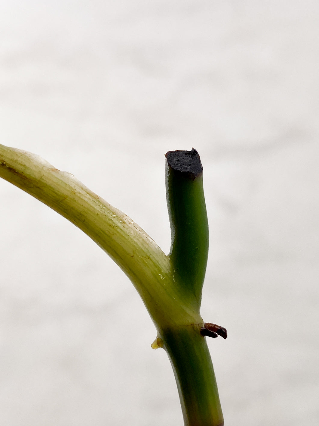 Philodendron Melanochrysum  Variegated Rooting 1 leaf