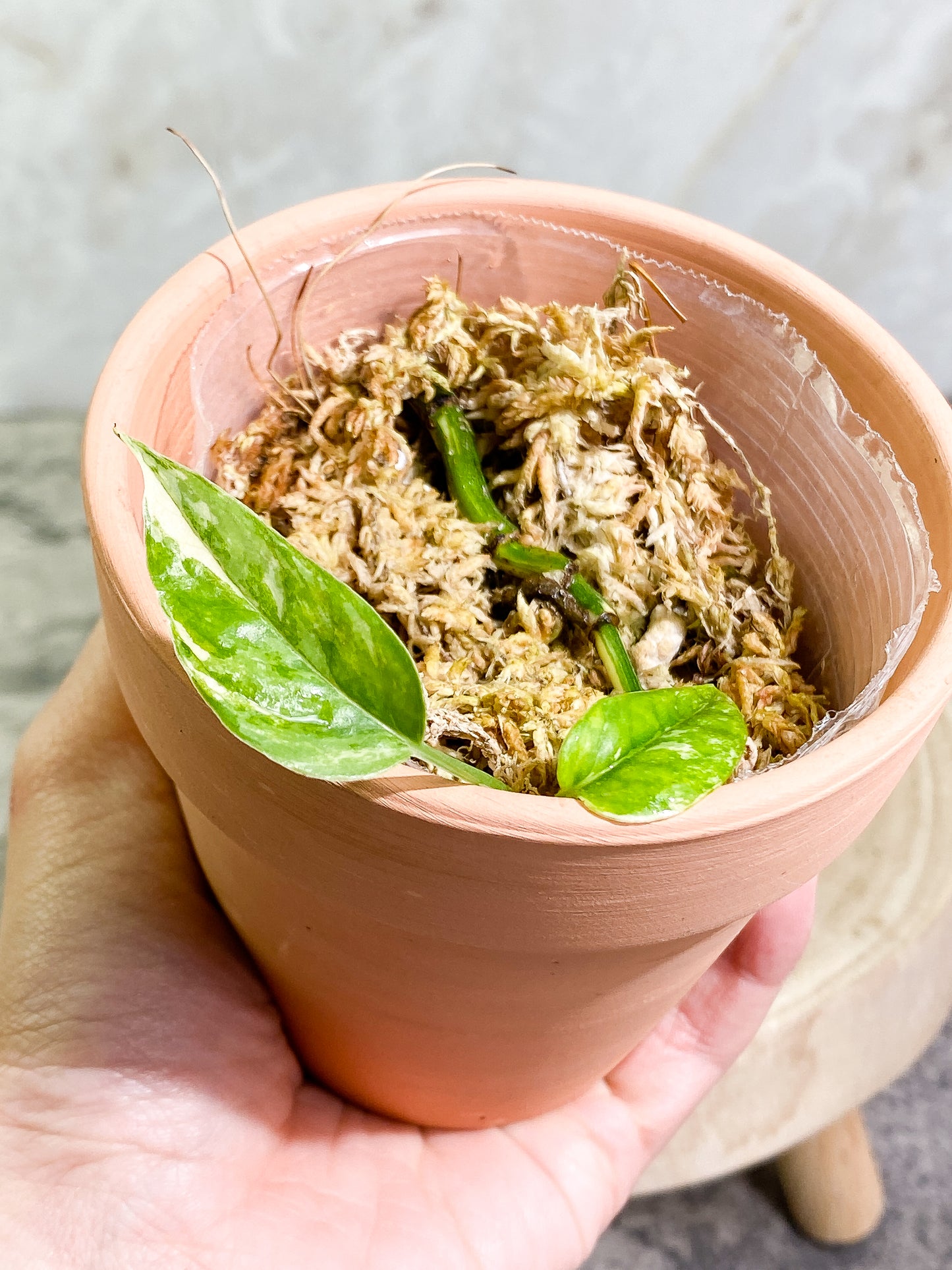 Epipremnum pinnatum variegated 2 leaves Rooted