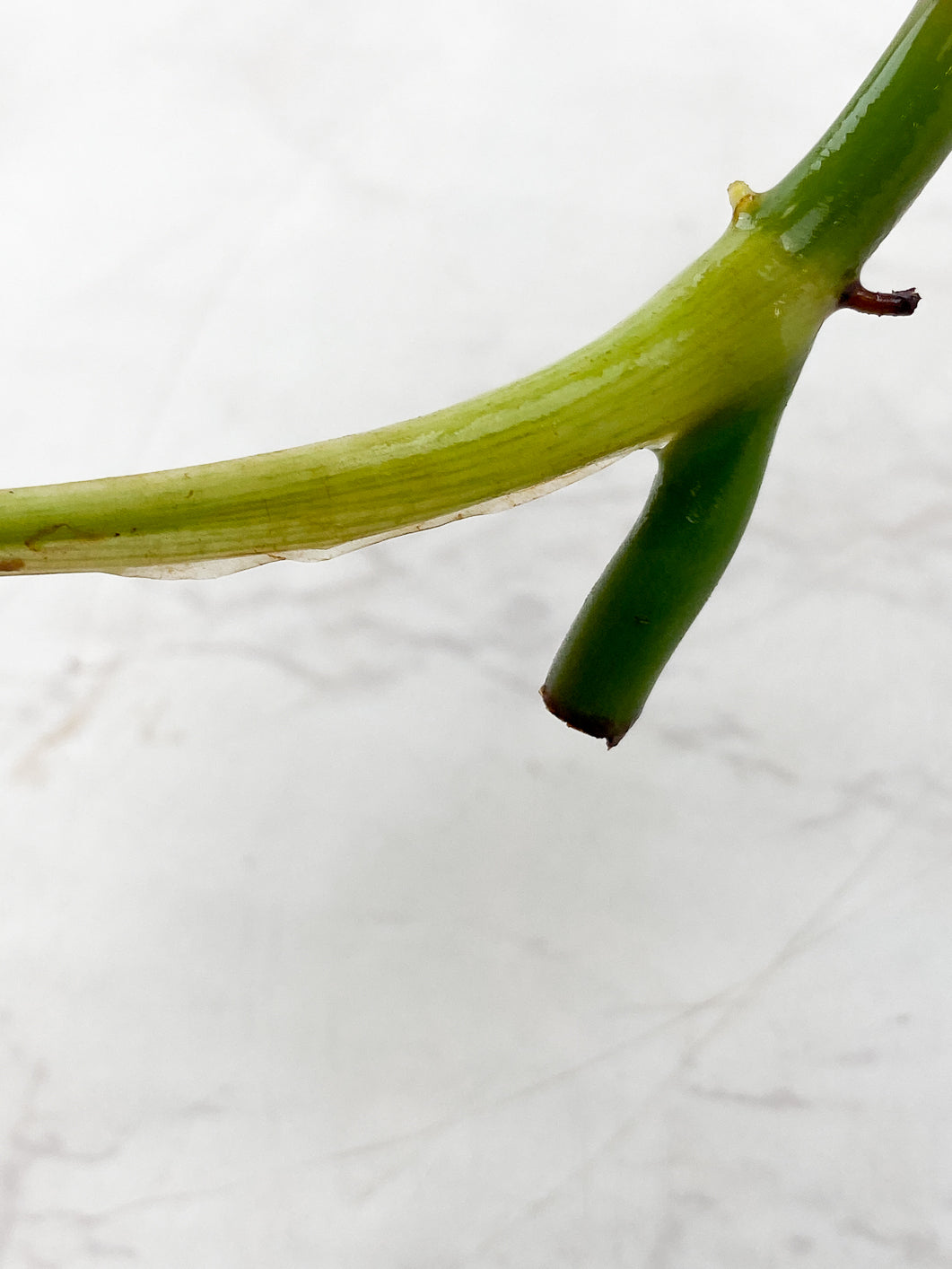 Philodendron Melanochrysum  Variegated Rooting 1 leaf