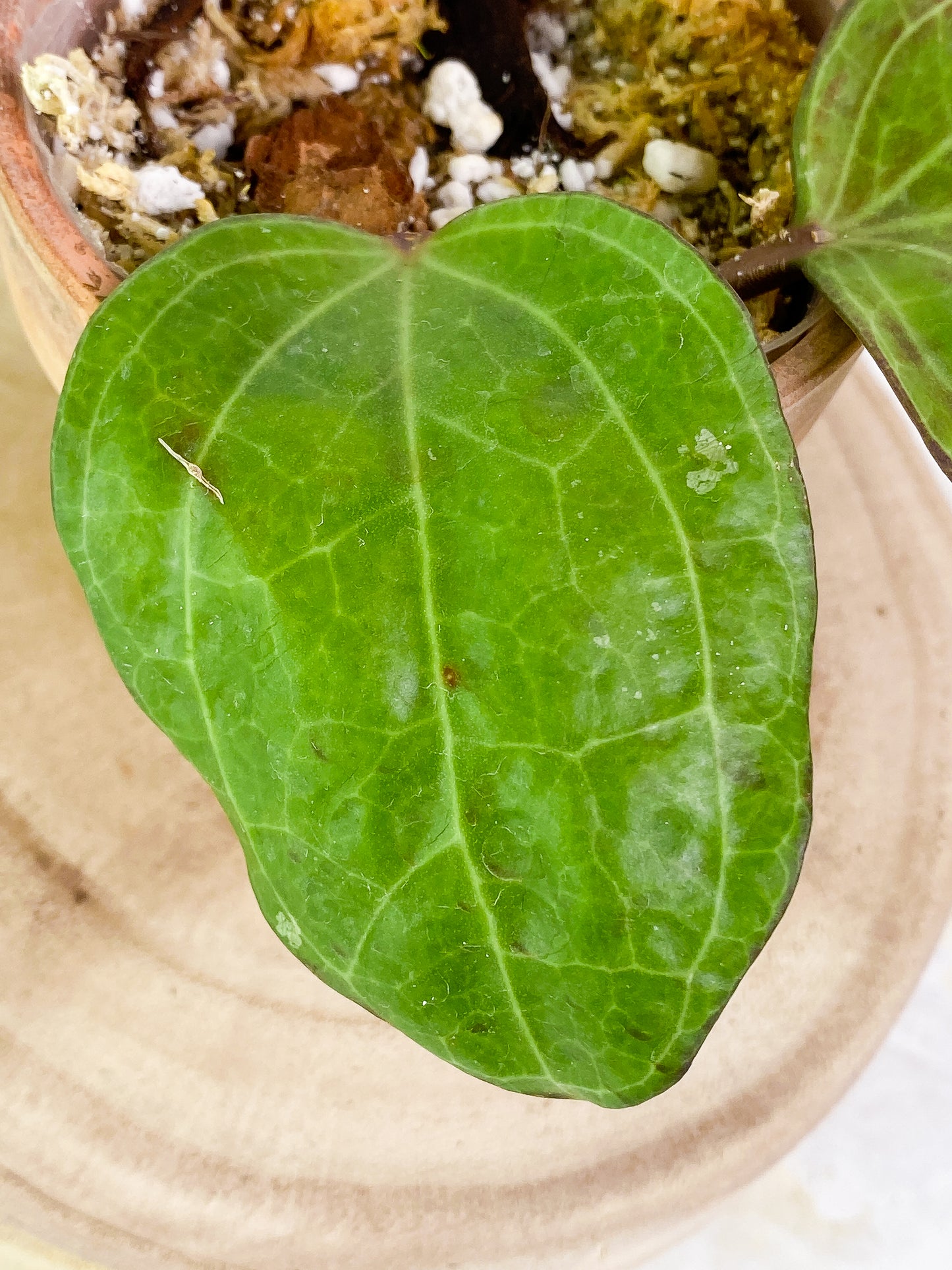Hoya sarawak 2 leaves