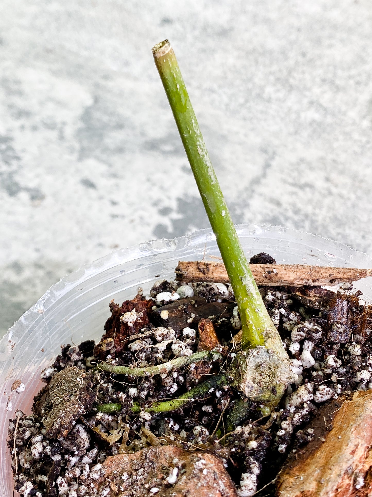 Anthurium warocqueanum narrow dark Rooted node 1 sprout