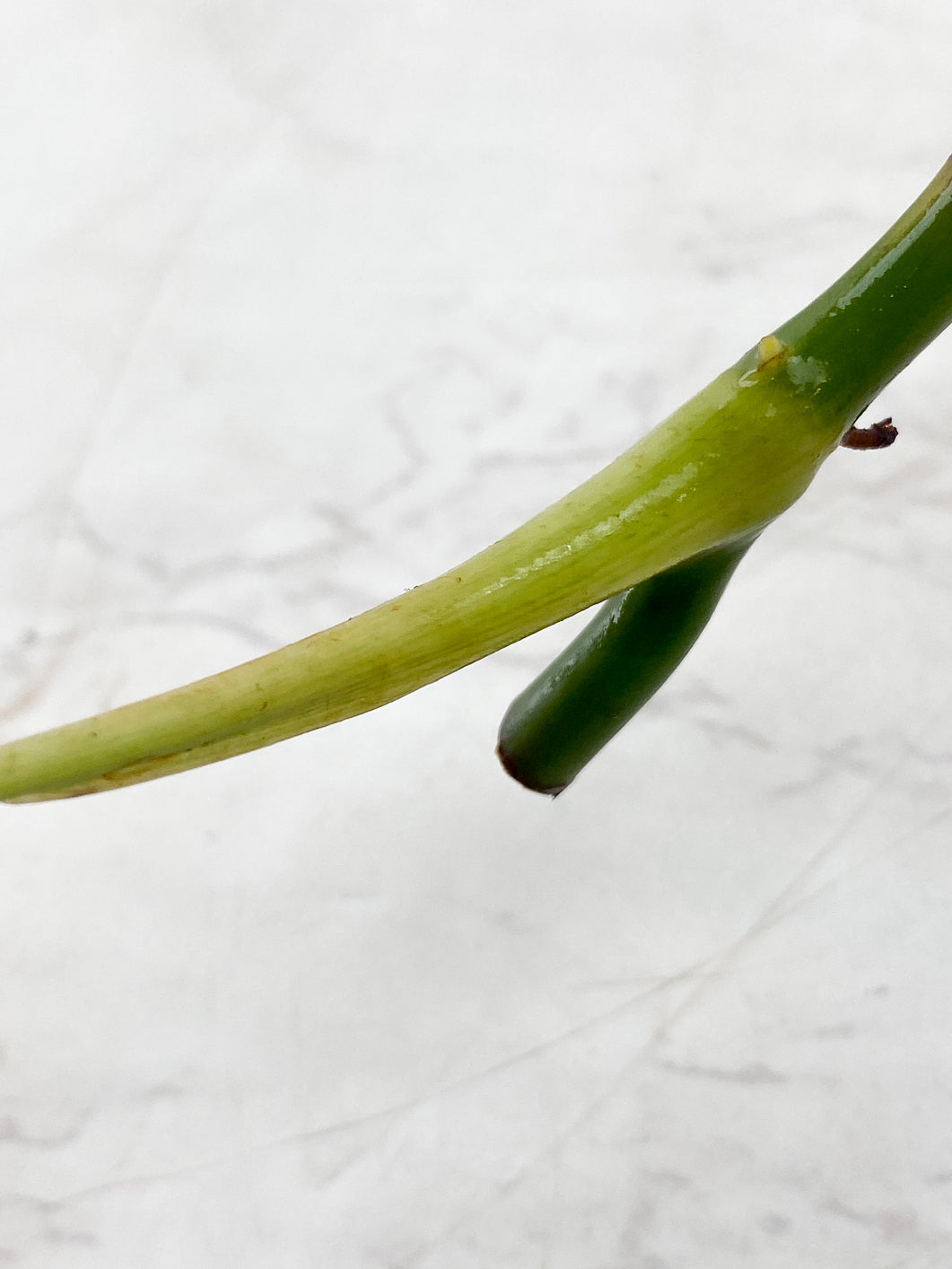 Philodendron Melanochrysum  Variegated Rooting 1 leaf