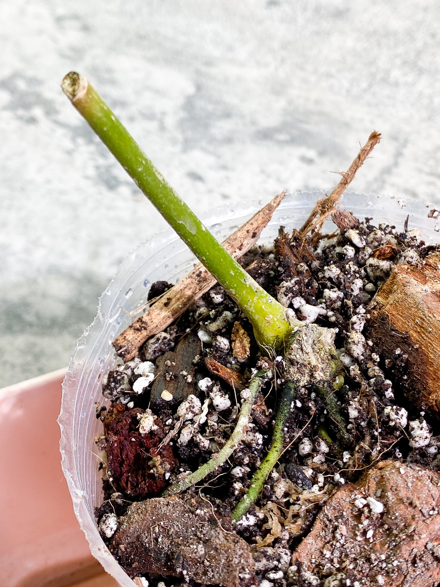 Anthurium warocqueanum narrow dark Rooted node 1 sprout