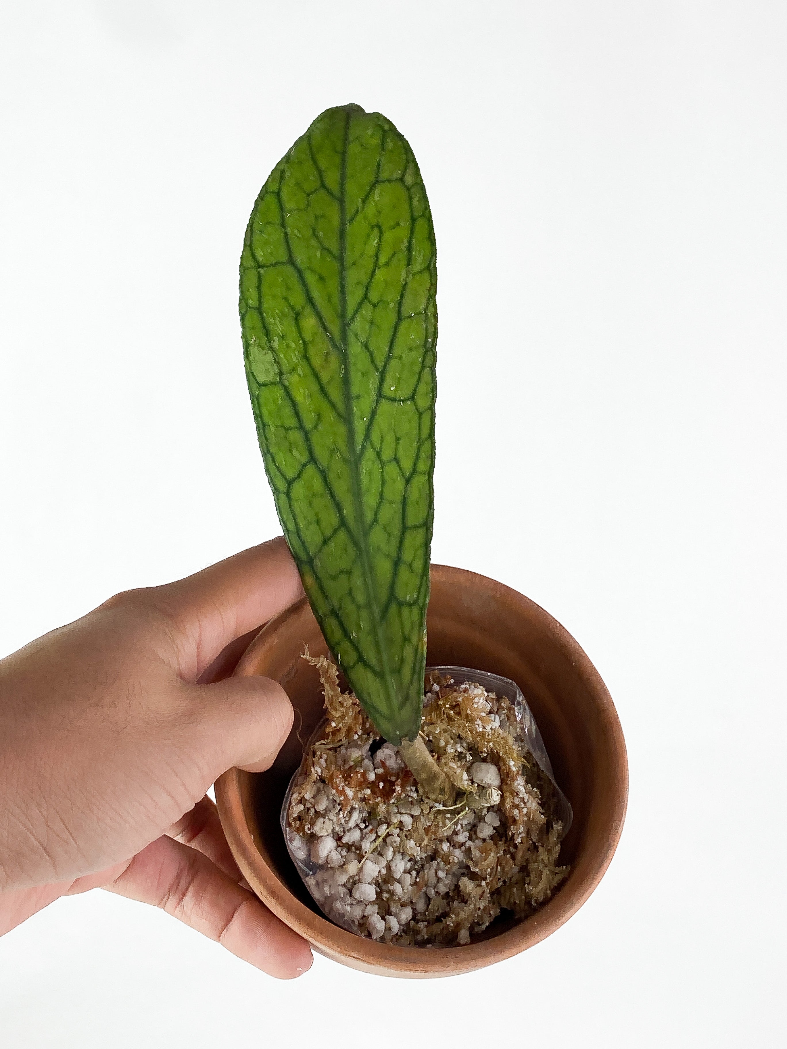 Hoya Tanggamus Rooted1 big leaves 6.5" long