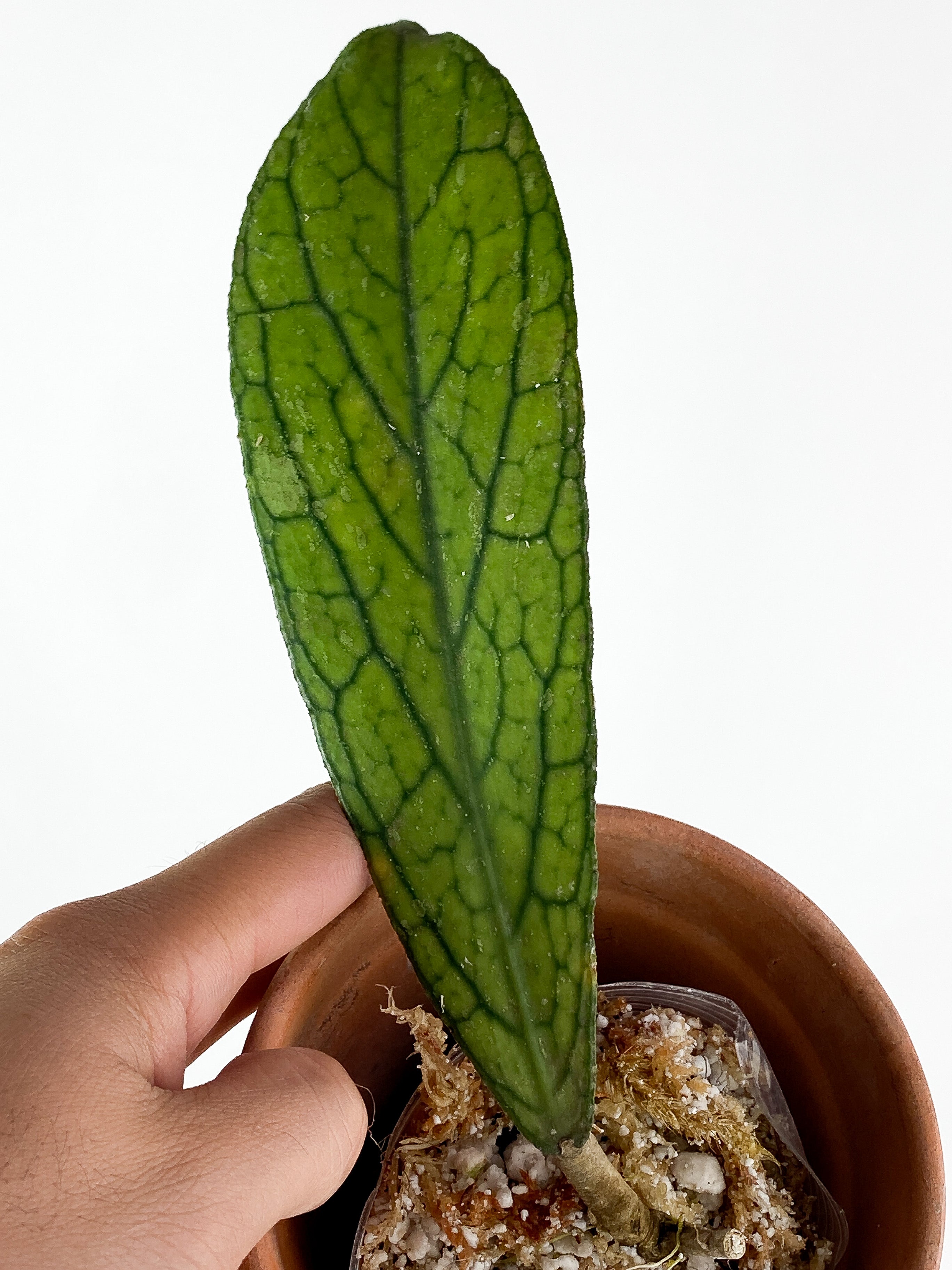 Hoya Tanggamus Rooted1 big leaves 6.5" long